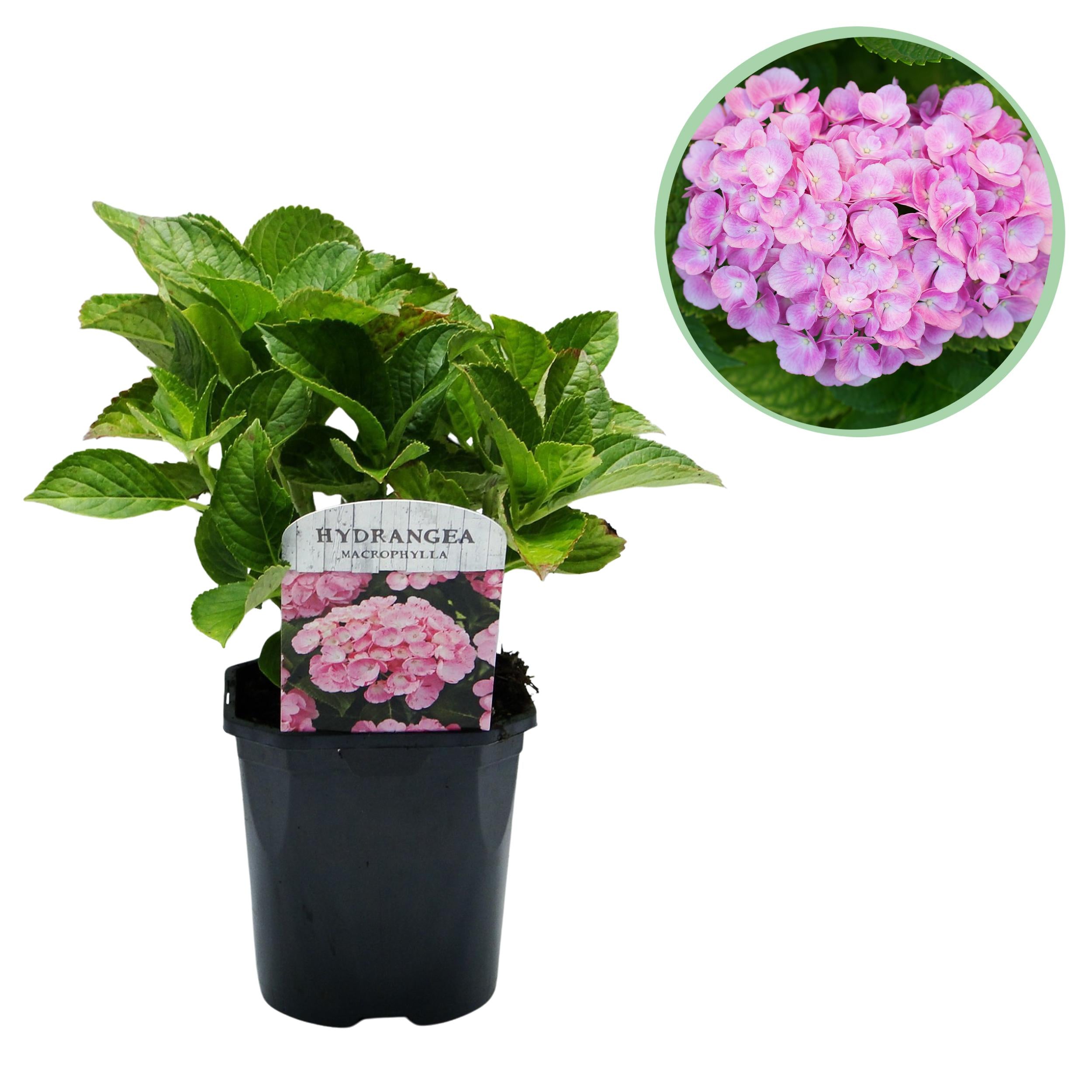 Hydrangea macrophylla - Bauernhortensie, Gartenhortensie