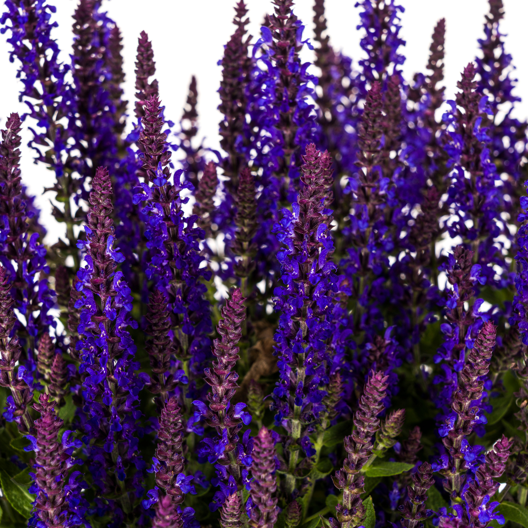 Salvia nemorosa - Verschiedene Sorten winterharter Hain-Salbei