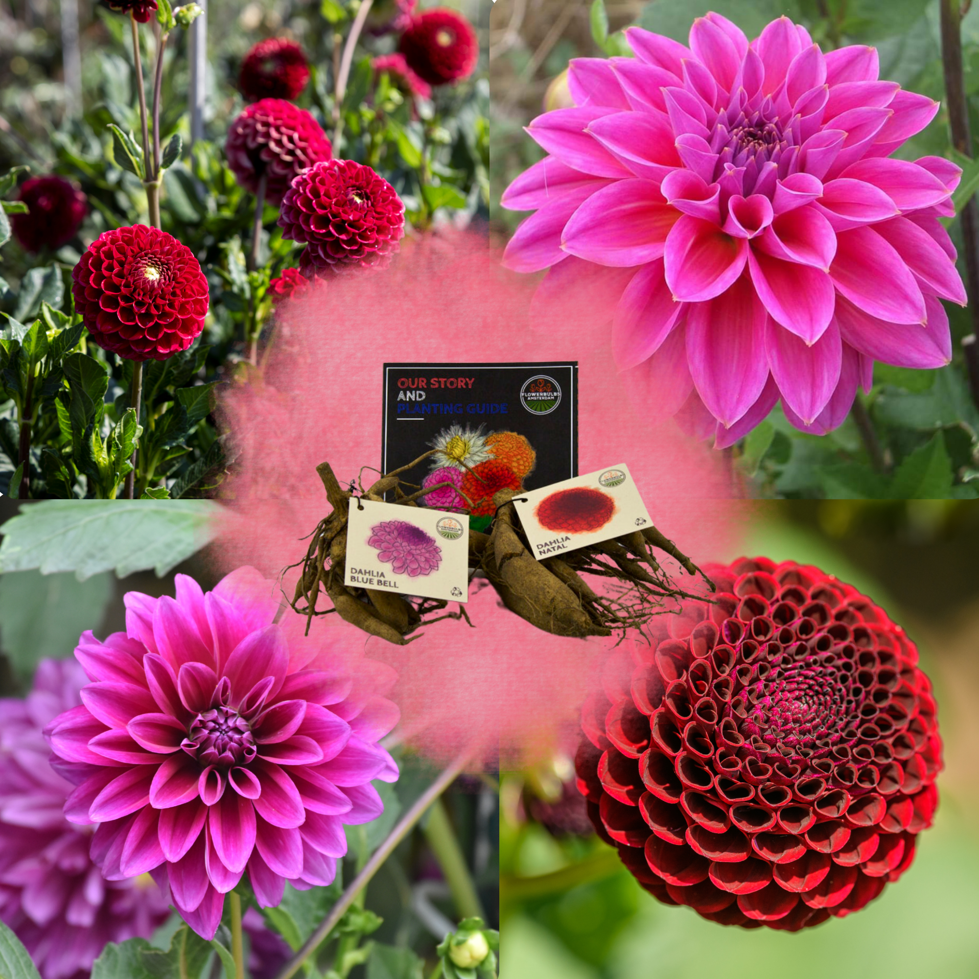 Dahlia - Verschiedene Sorten Dahlienknollen
