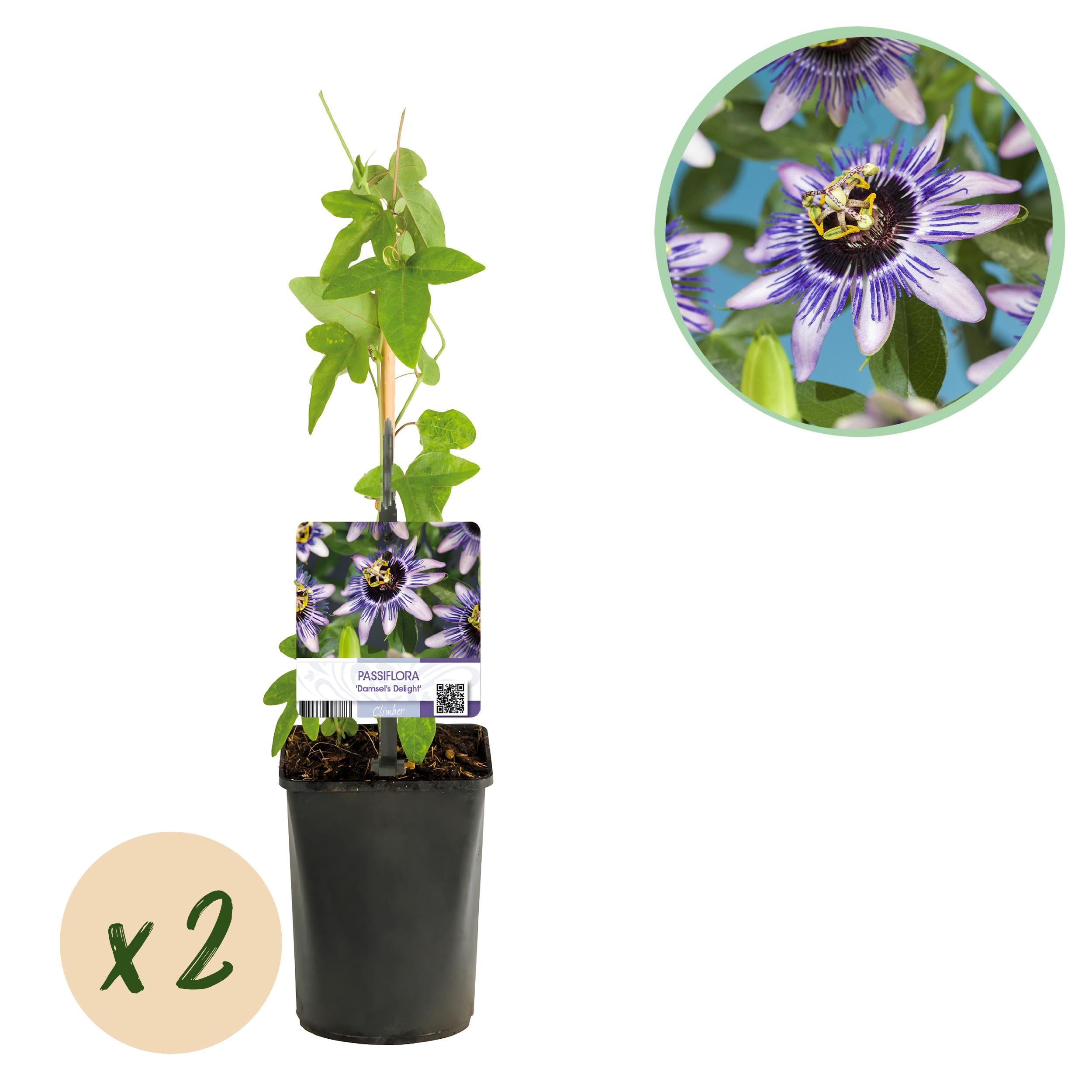 Bild für Variante ↨30 – 40cm・⌀11cm・Sorte &