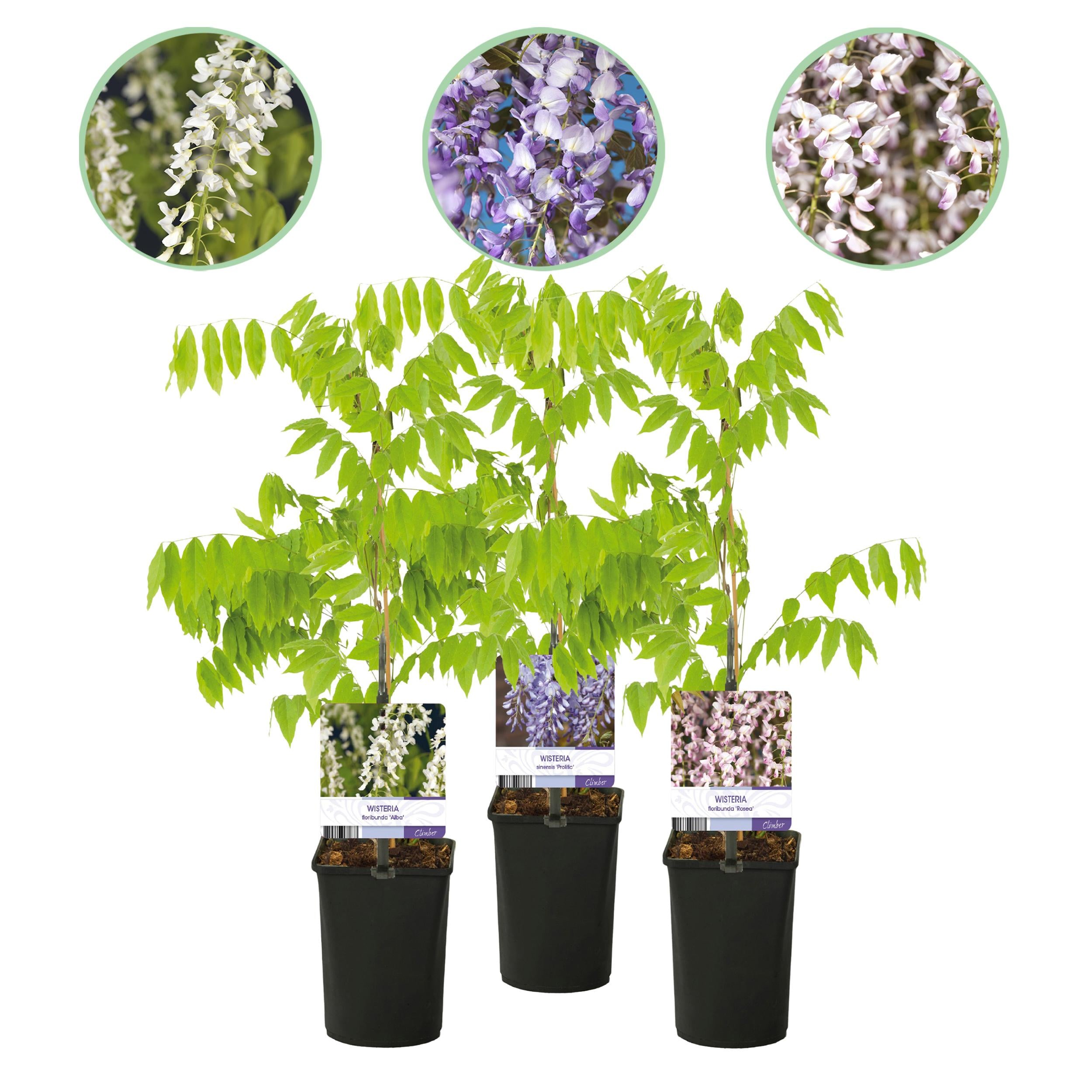 Bild für Variante ↨30 – 40cm・⌀11cm・Farbenmix・3er Set