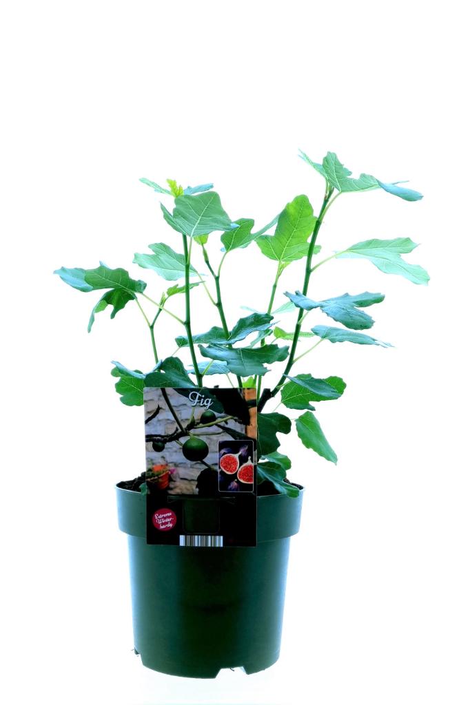 Ficus carica - Winterharte Echte Feige