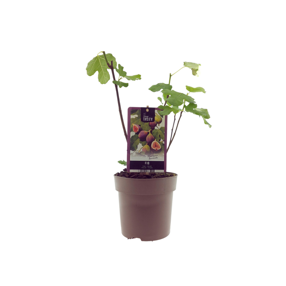Ficus carica - Winterharte Echte Feige