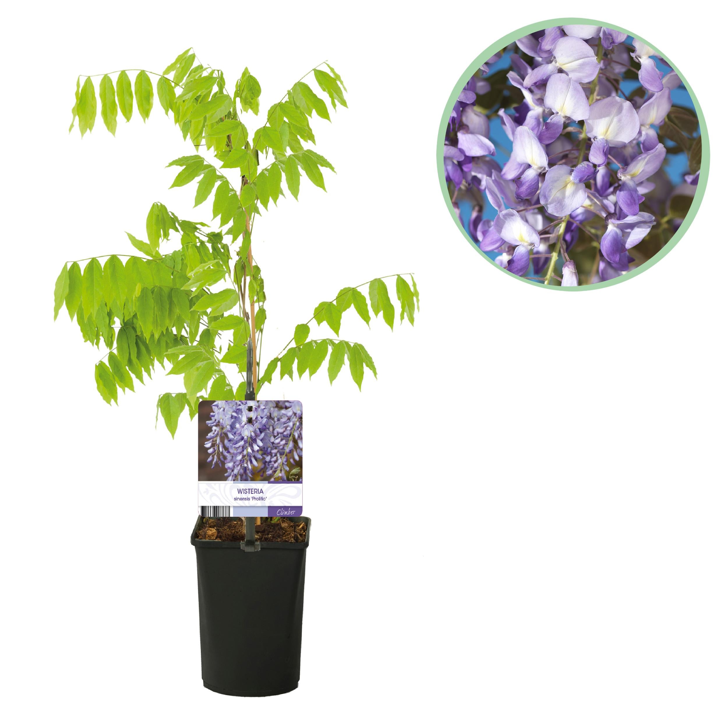 Bild für Variante ↨30 – 40cm・⌀11cm・blau-violette Blüten