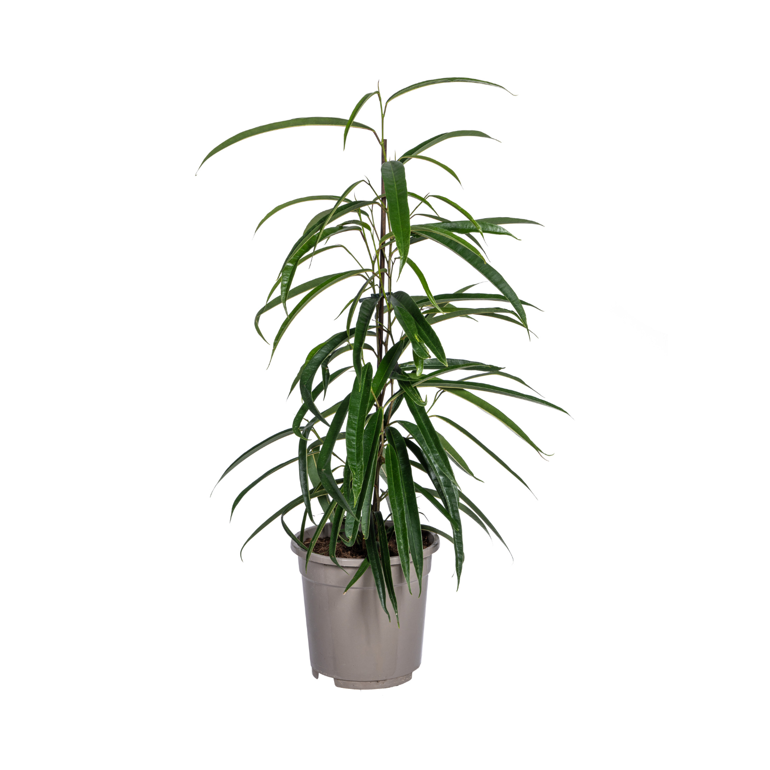 Ficus - Bundle