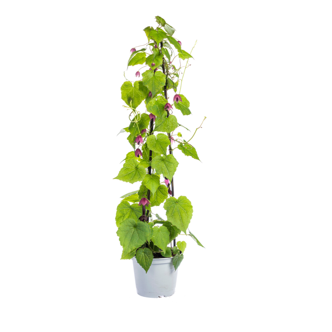 Rhodochiton, Cobaea, Lathyrus, Ipomoea - Kletterpflanzenmix