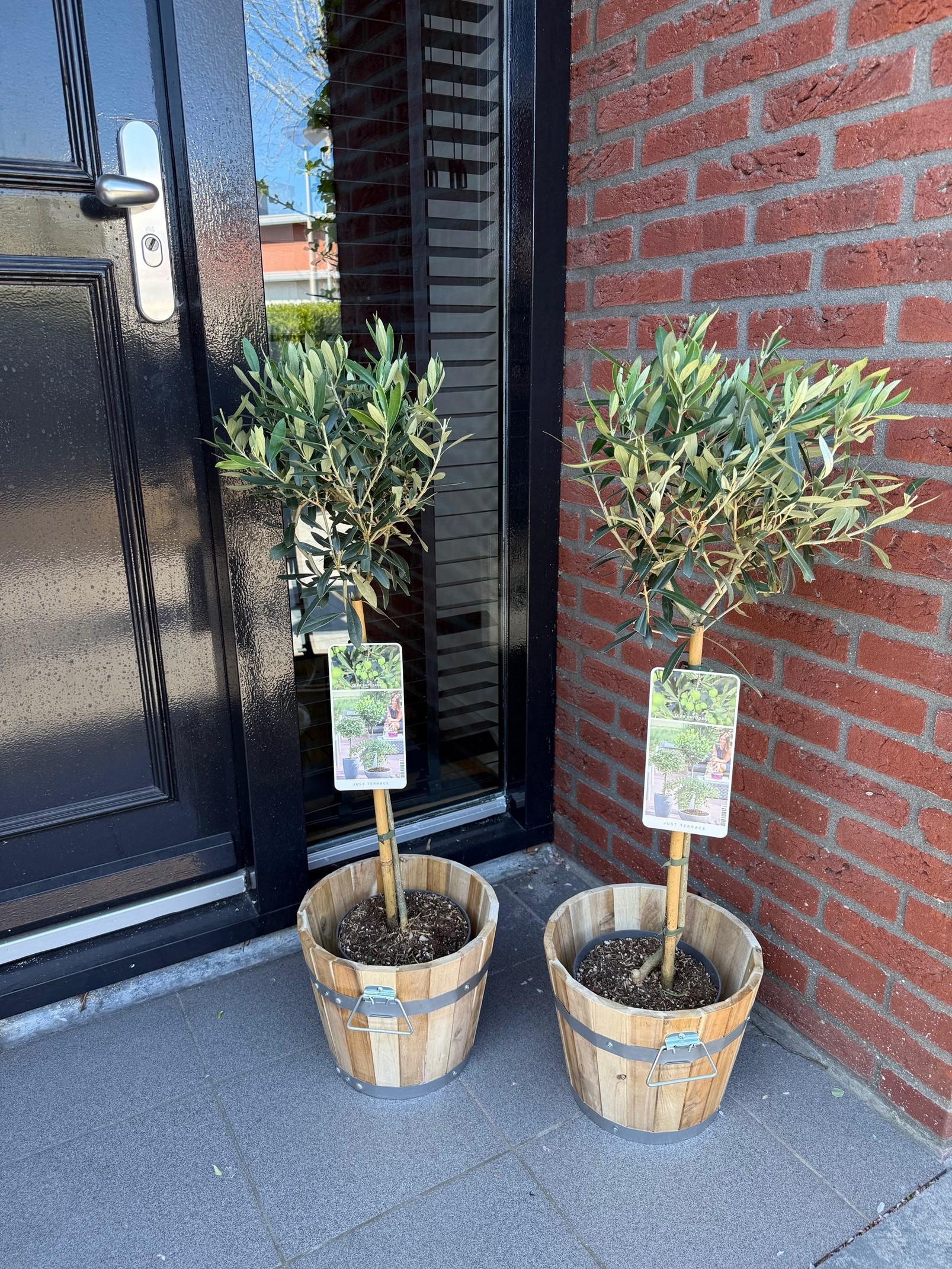 Olea europea - Olivenbaum, Ölbaum