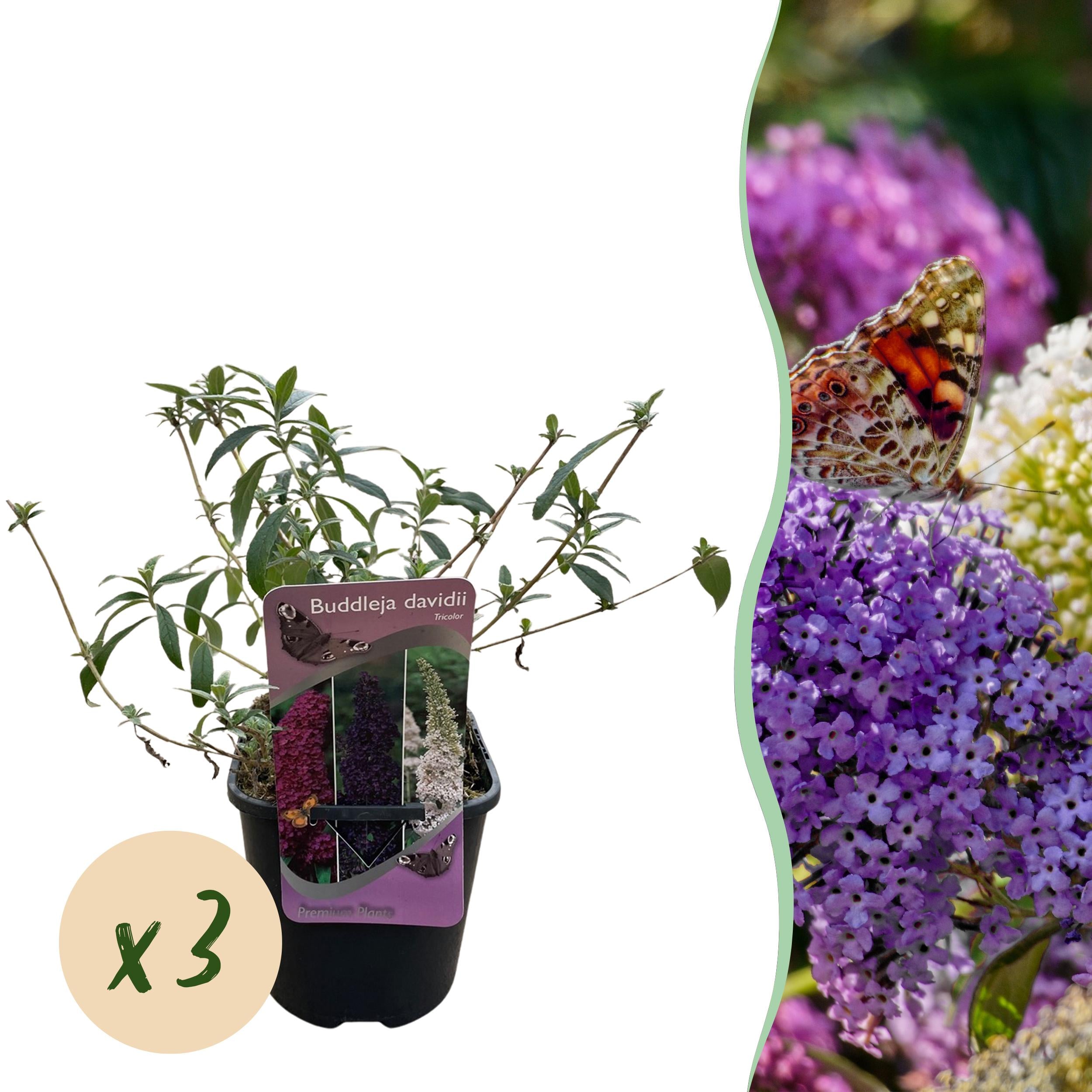 Buddleja davidii - Zwerg-Schmetterlingsflieder, Sommerflieder
