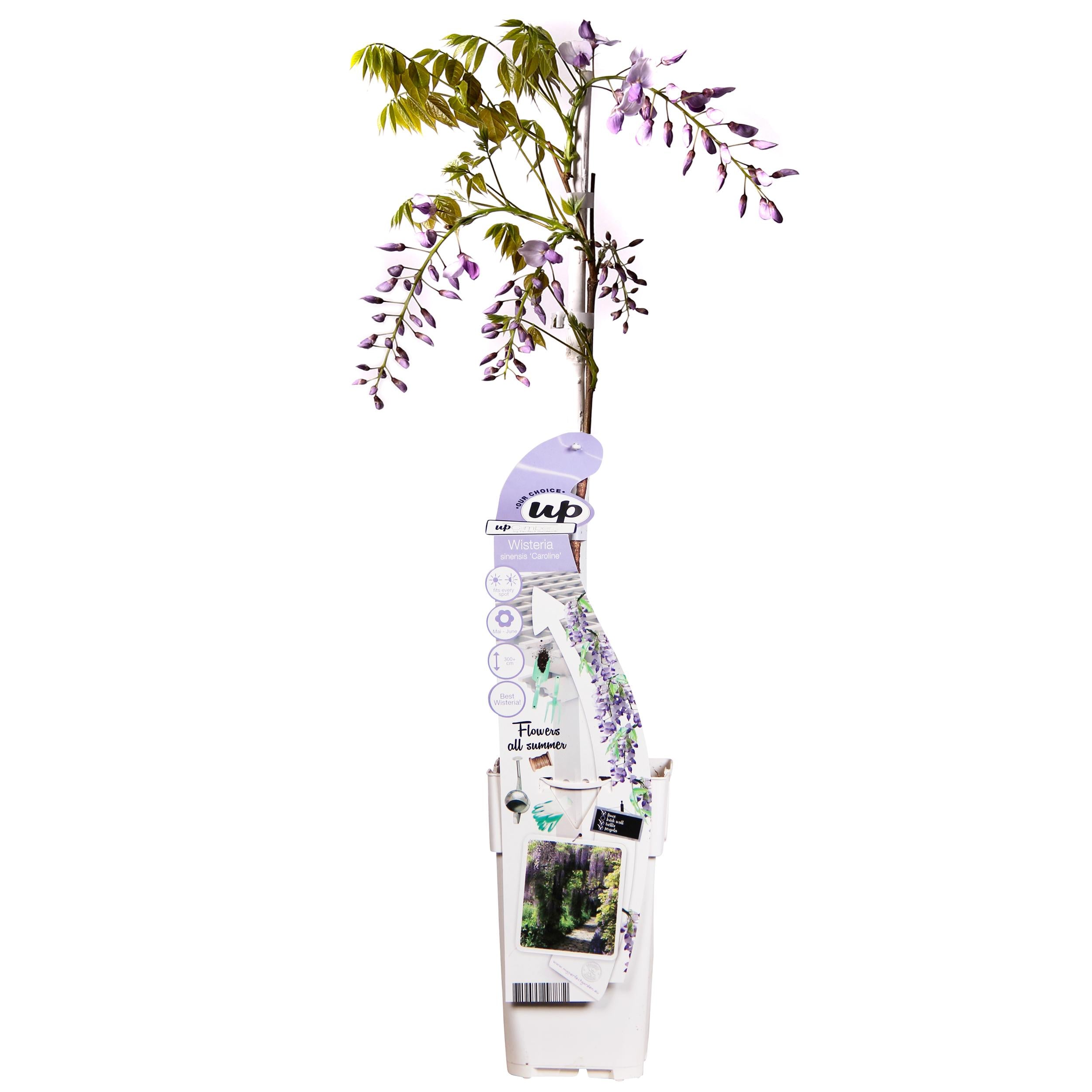 Bild für Variante ↨50 – 70cm・⌀15cm・rosa Blüten