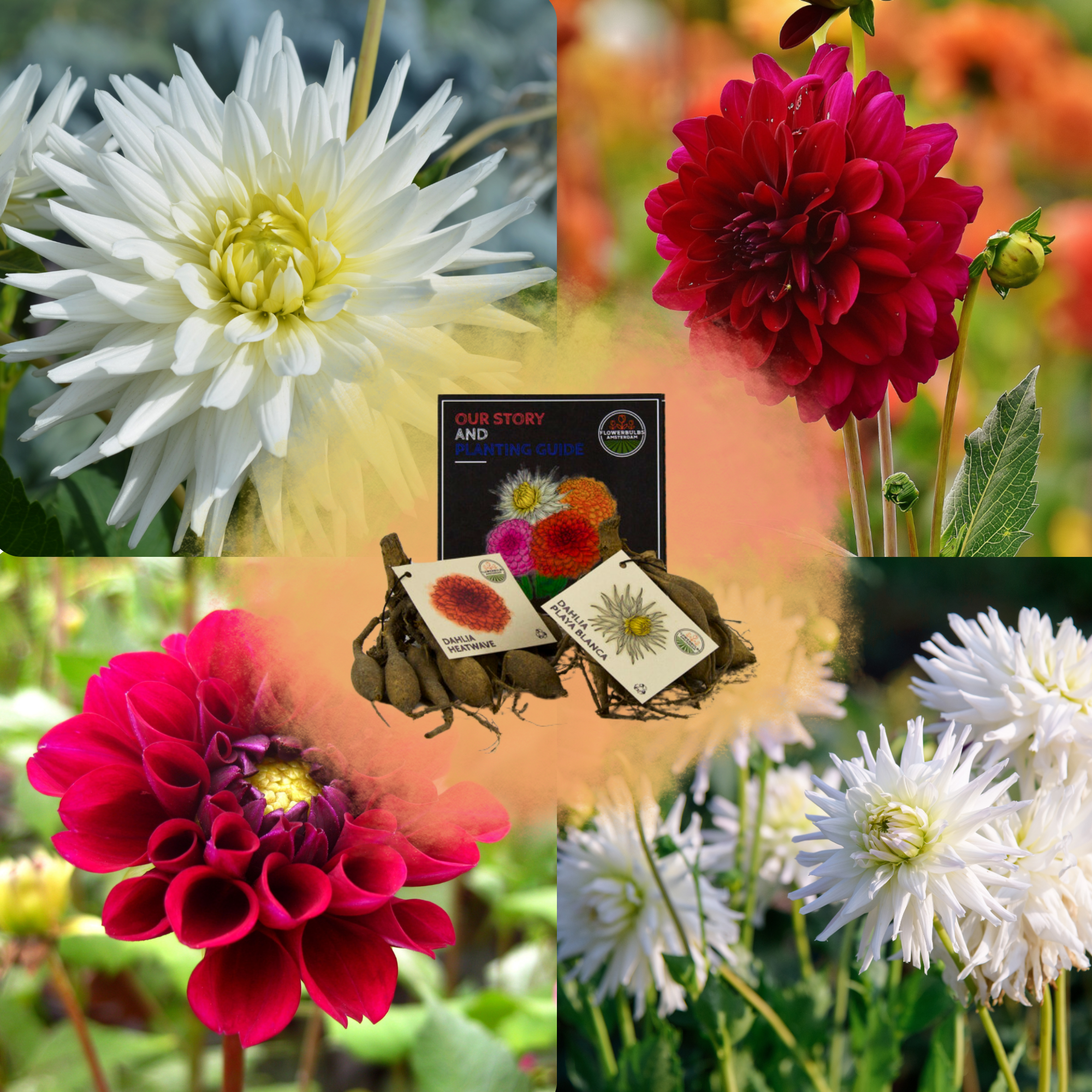 Dahlia - Verschiedene Sorten Dahlienknollen