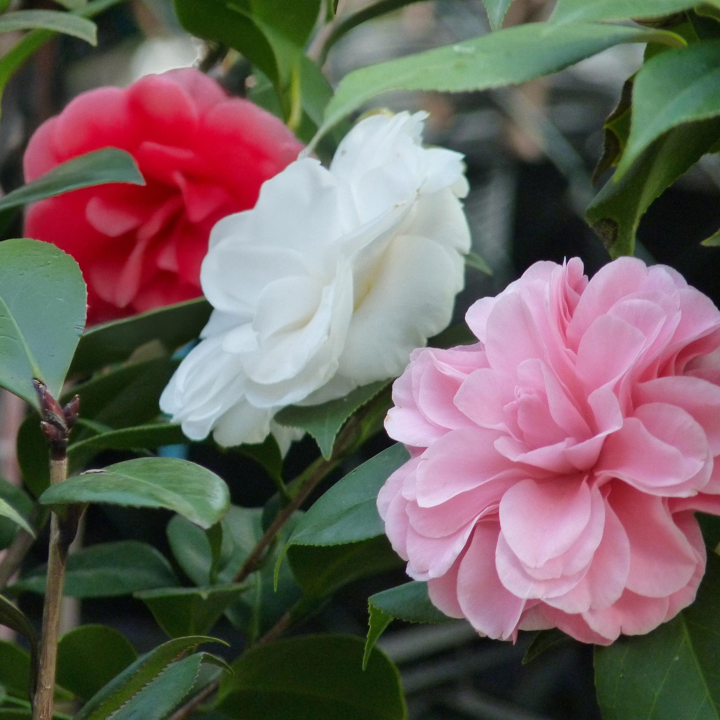 Camellia japonica - Japanische Kamelie