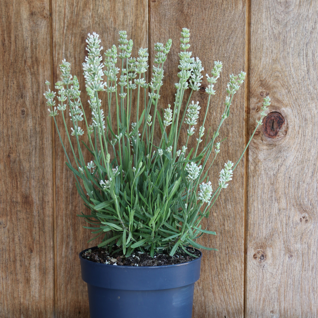 Lavandula - Weiß blühender Lavendel
