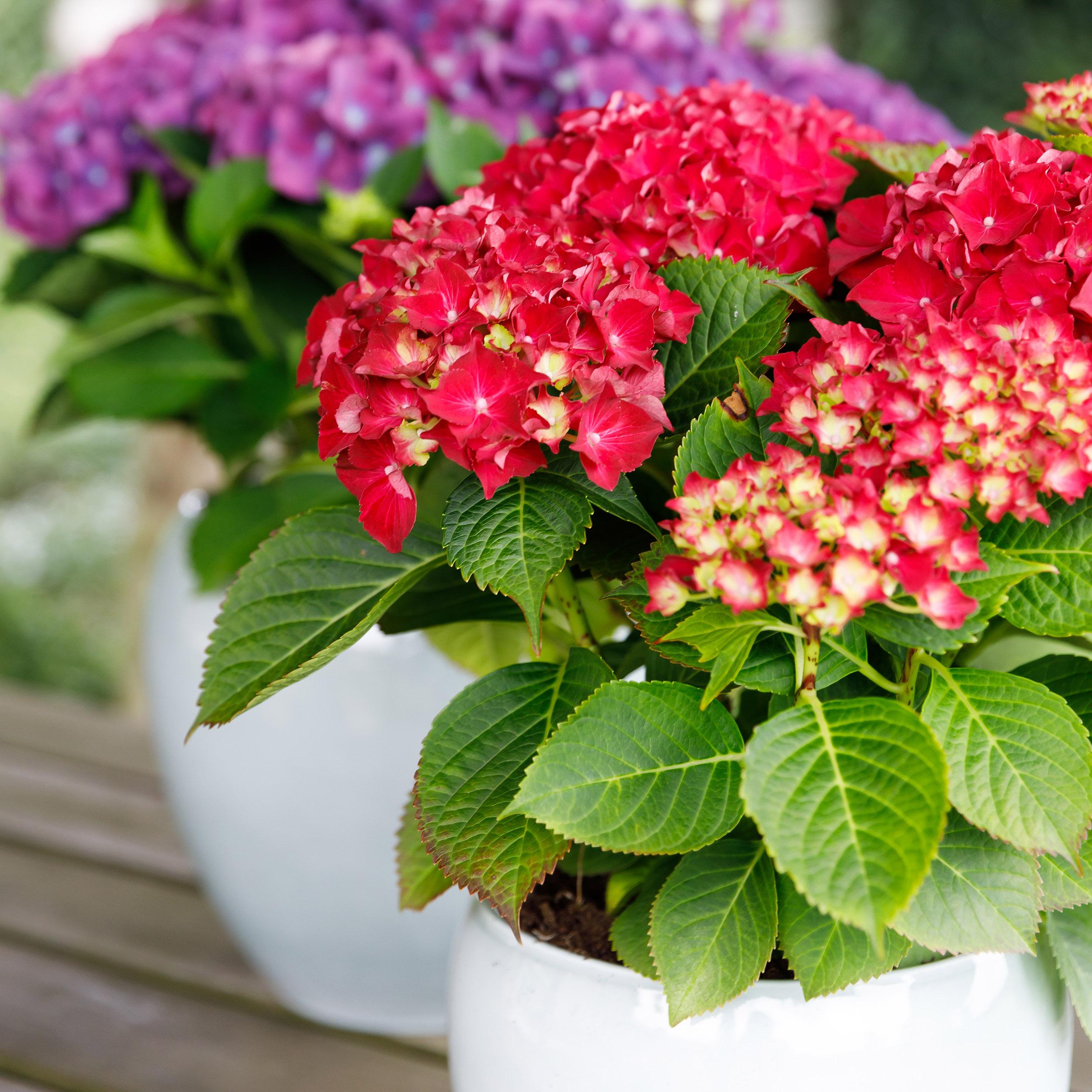 Hydrangea macrophylla - Bauernhortensie, Gartenhortensie