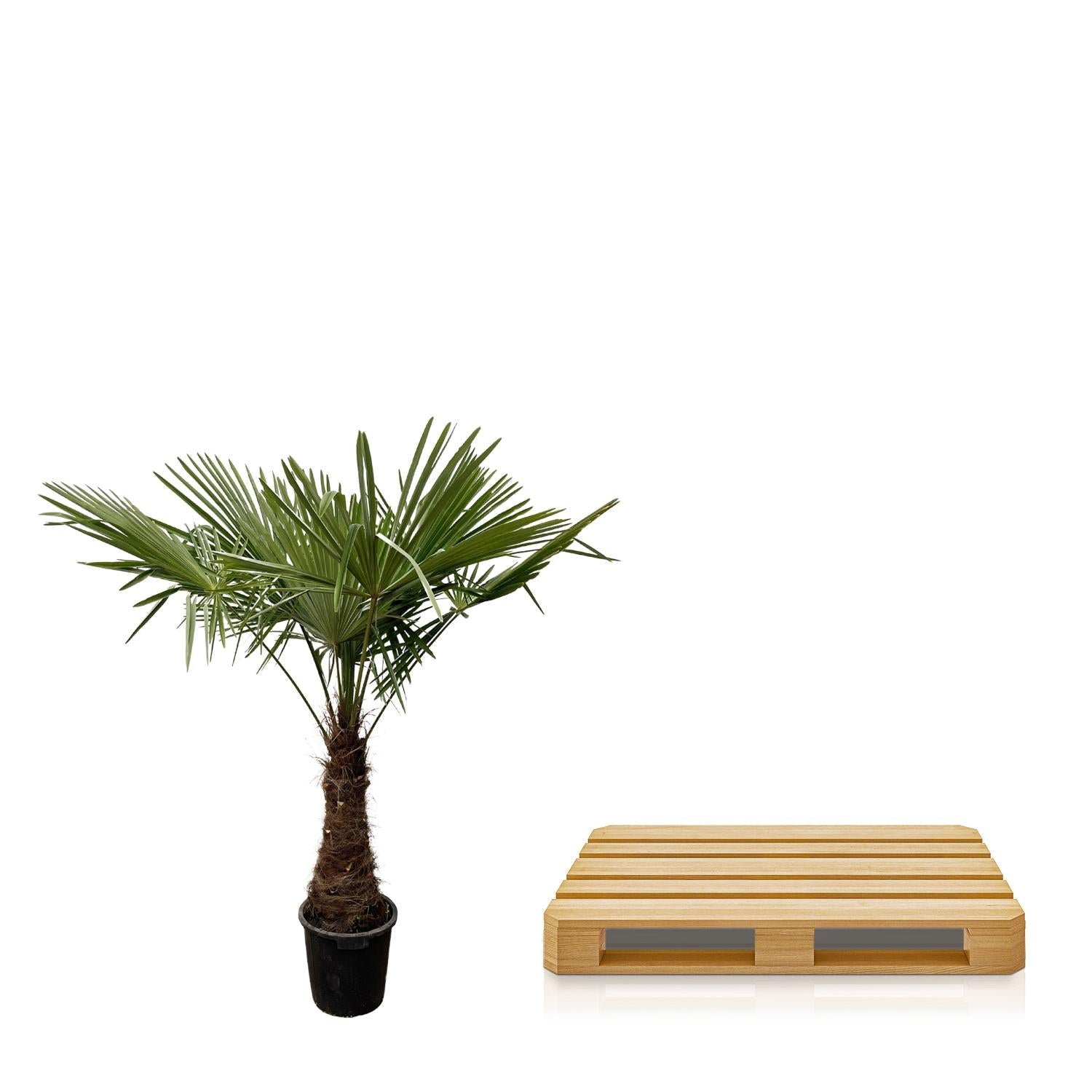 Trachycarpus Fortunei - Chinesische Hanfpalme