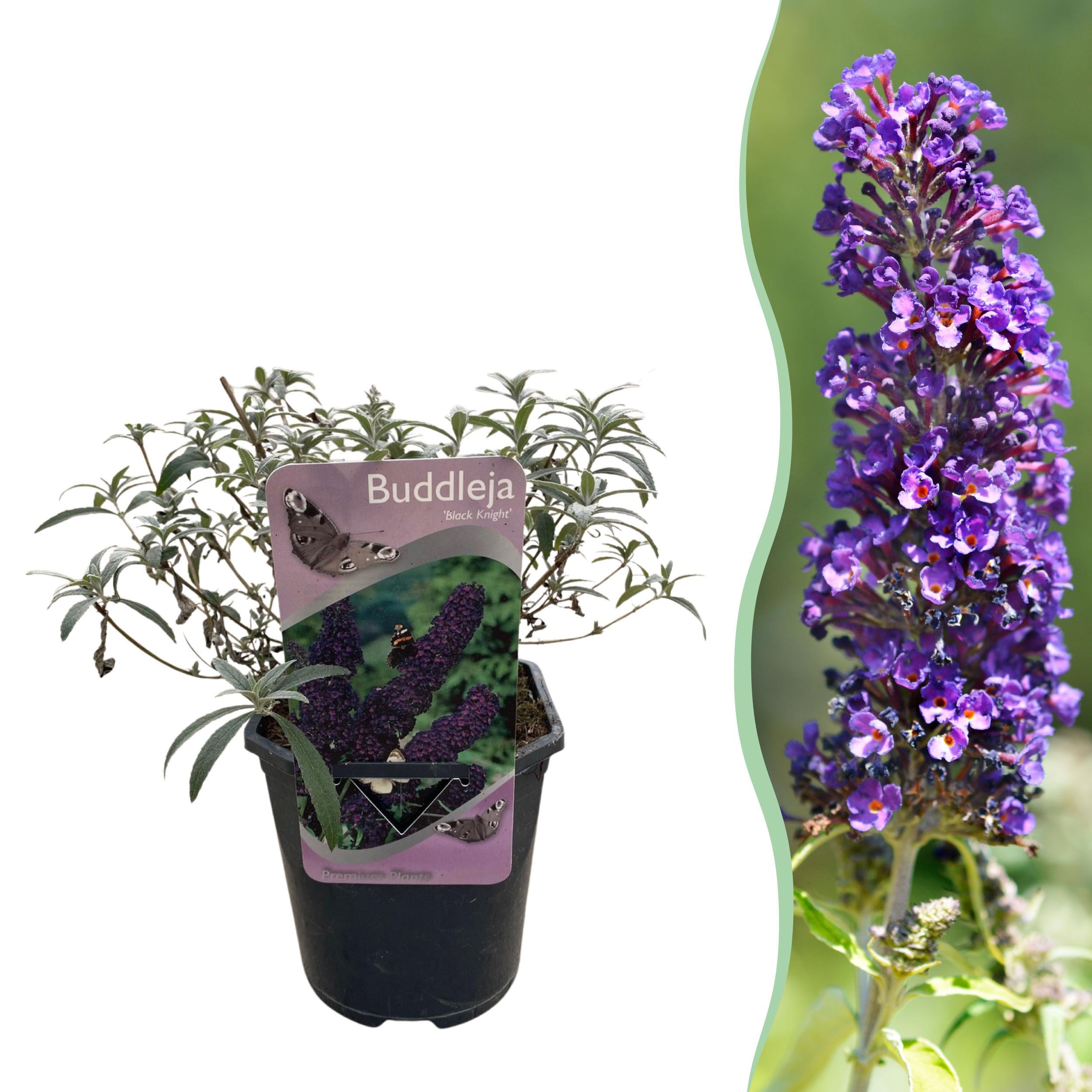 Buddleja davidii - Zwerg-Schmetterlingsflieder, Sommerflieder