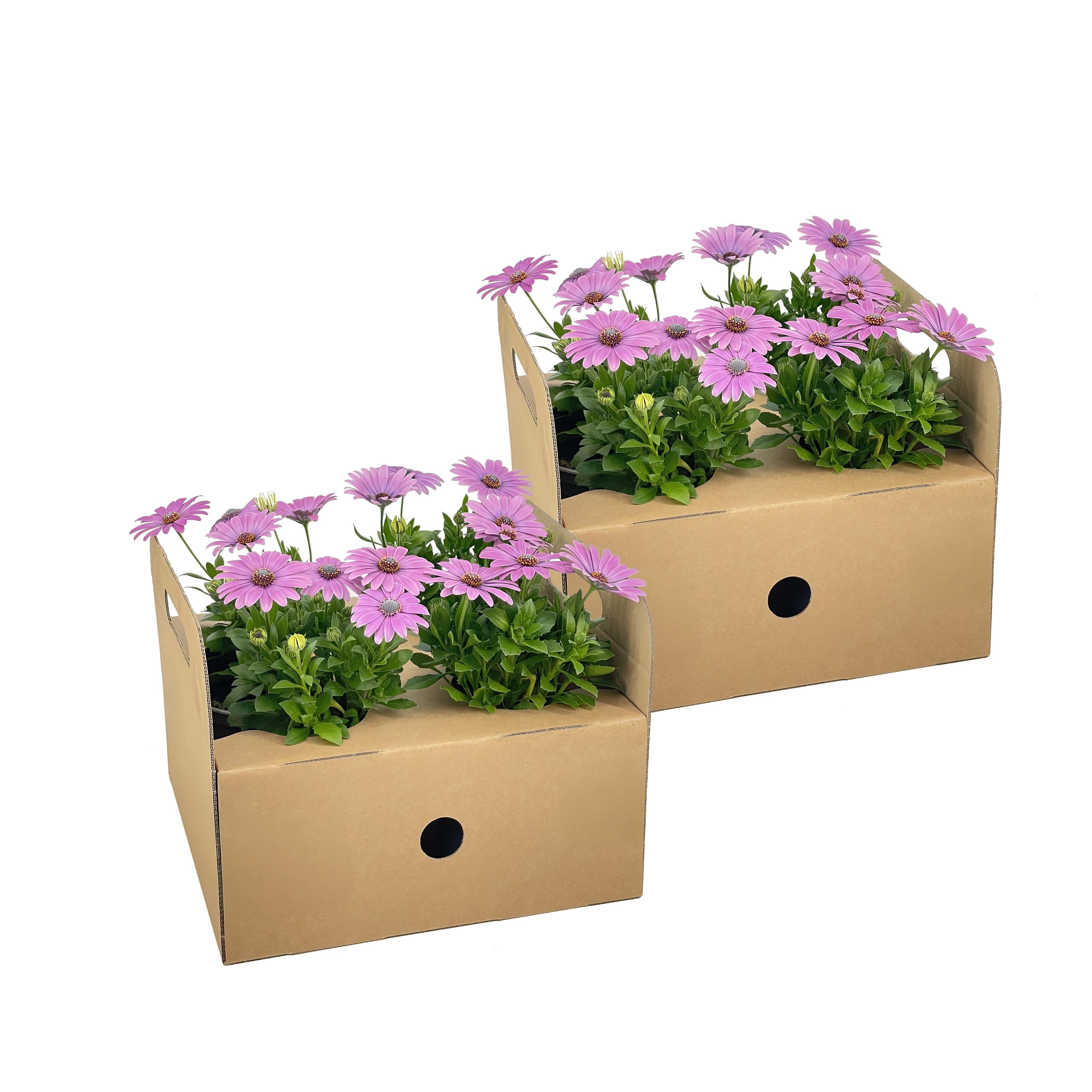 Bild für Variante ↨20 – 30cm・⌀12cm・pinke Blüten・2×4er-Set