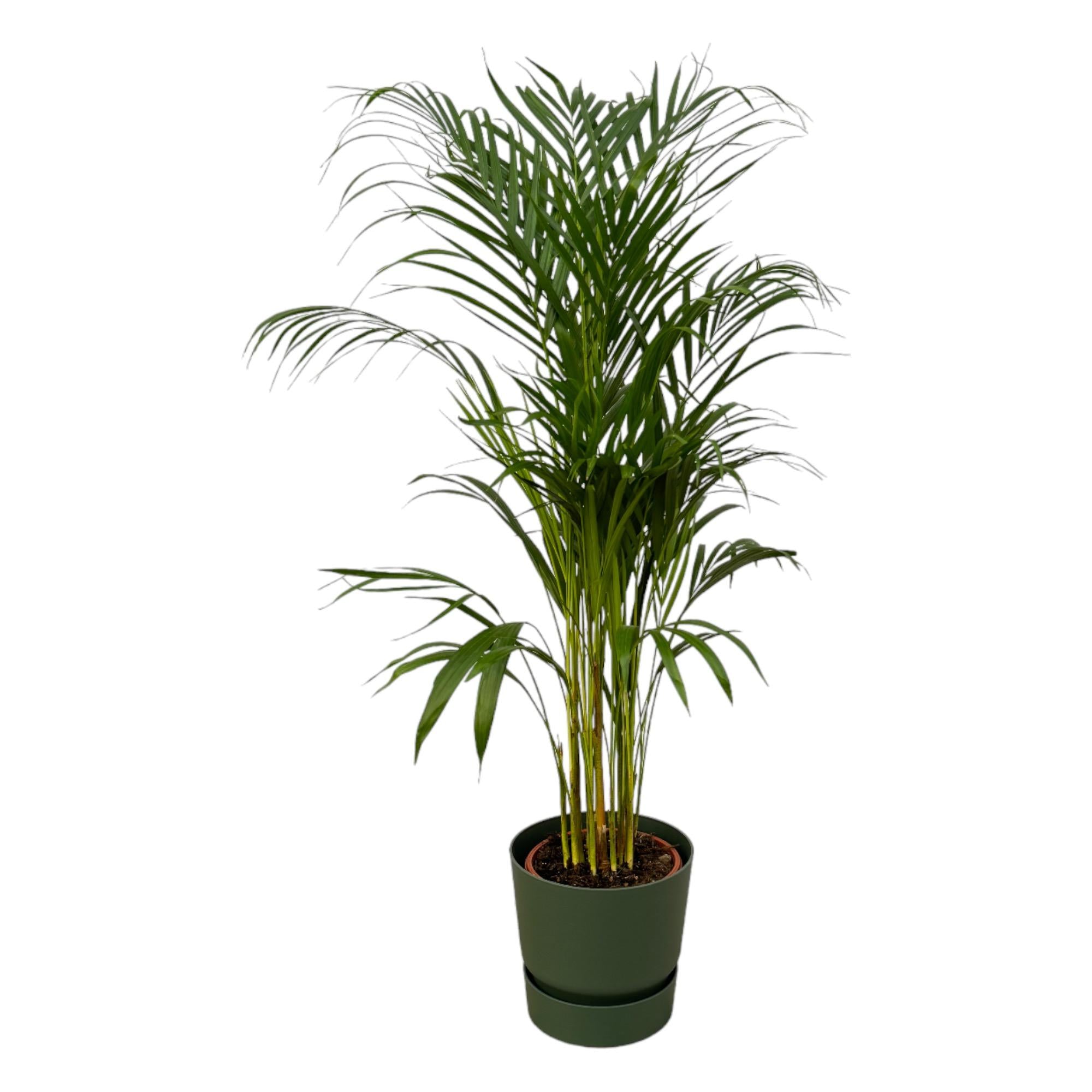 Dypsis lutescens - Areca-, Goldfruchtpalme mit Topf