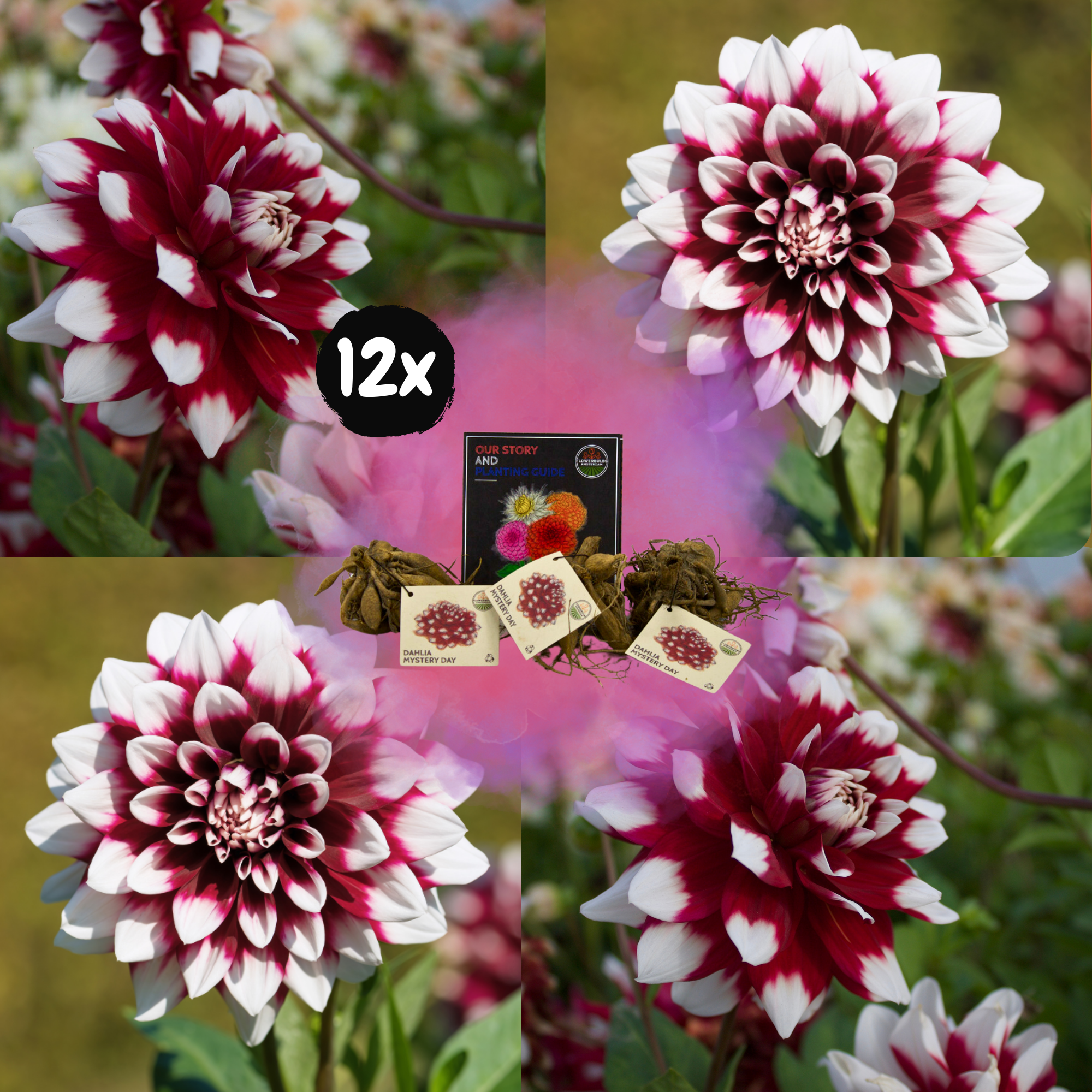 Dahlia - Verschiedene Sorten Dahlienknollen