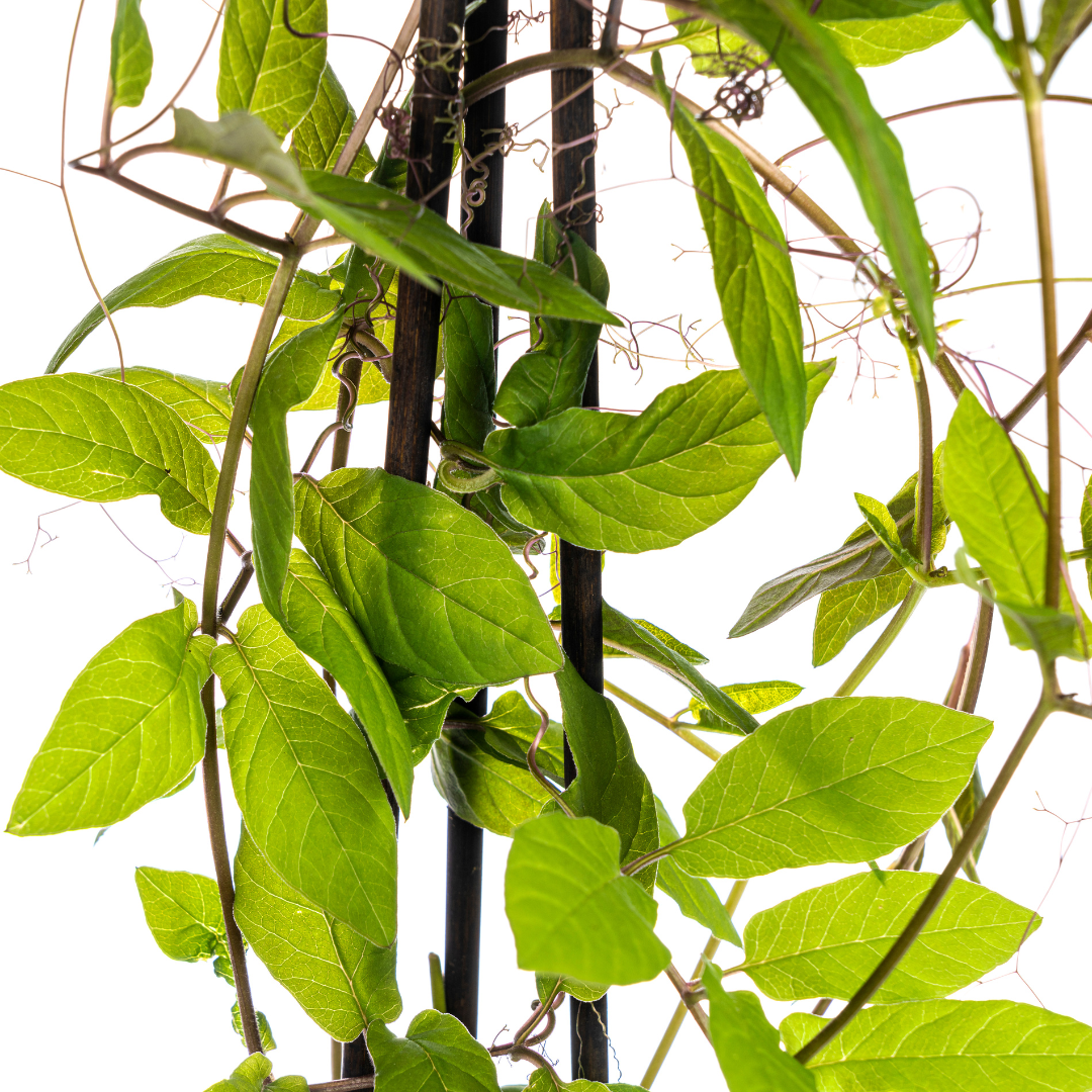 Cobaea scandens &