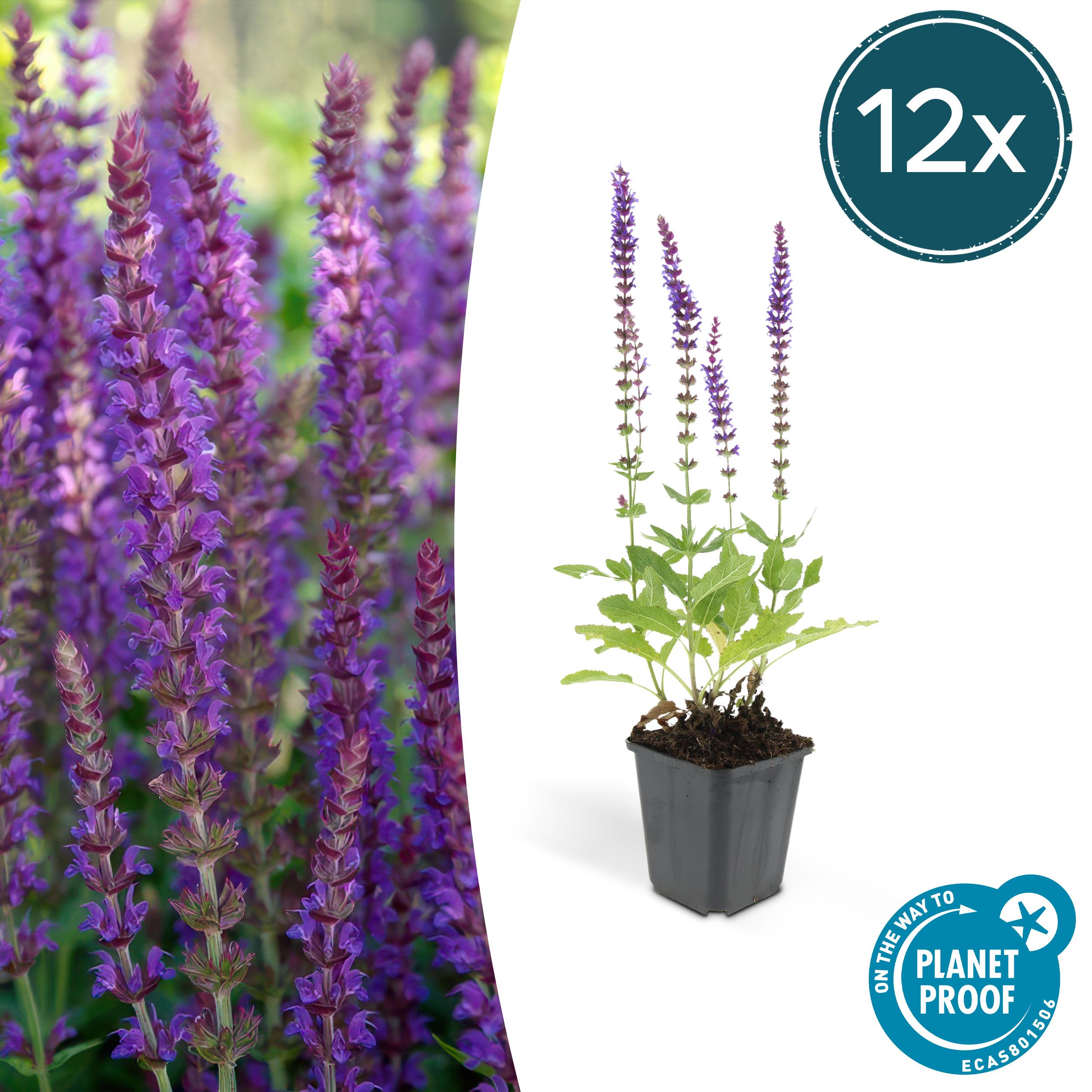 Salvia nemorosa - Verschiedene Sorten winterharter Hain-Salbei