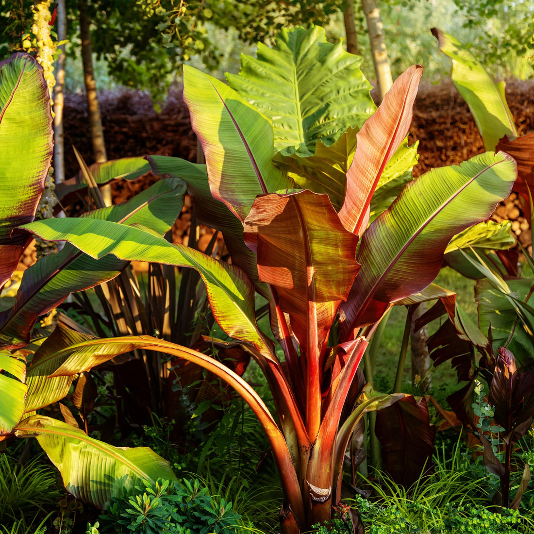 Ensete ventricosum &