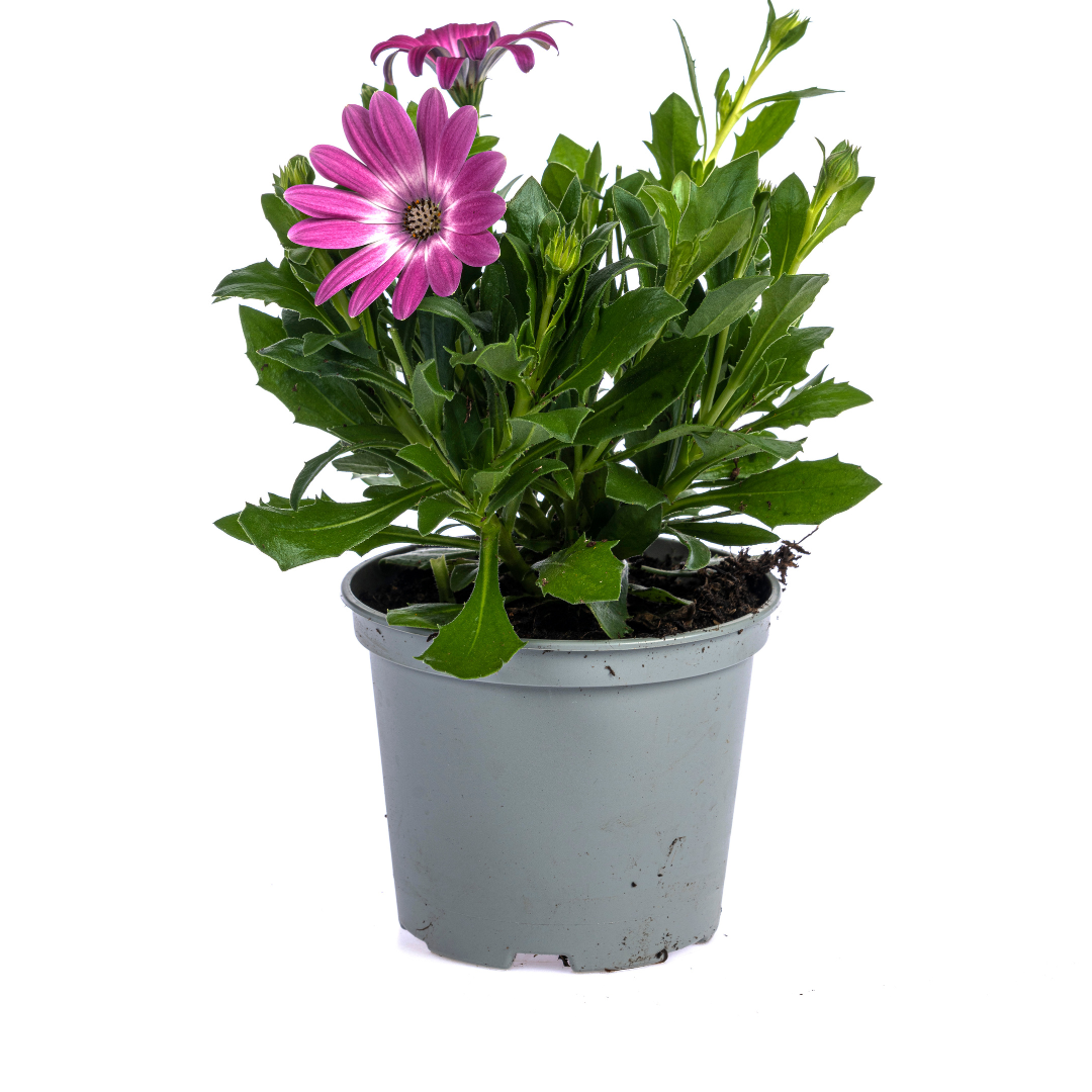 Osteospermum ecklonis - Kapkörbchen, Bornholmmargerite