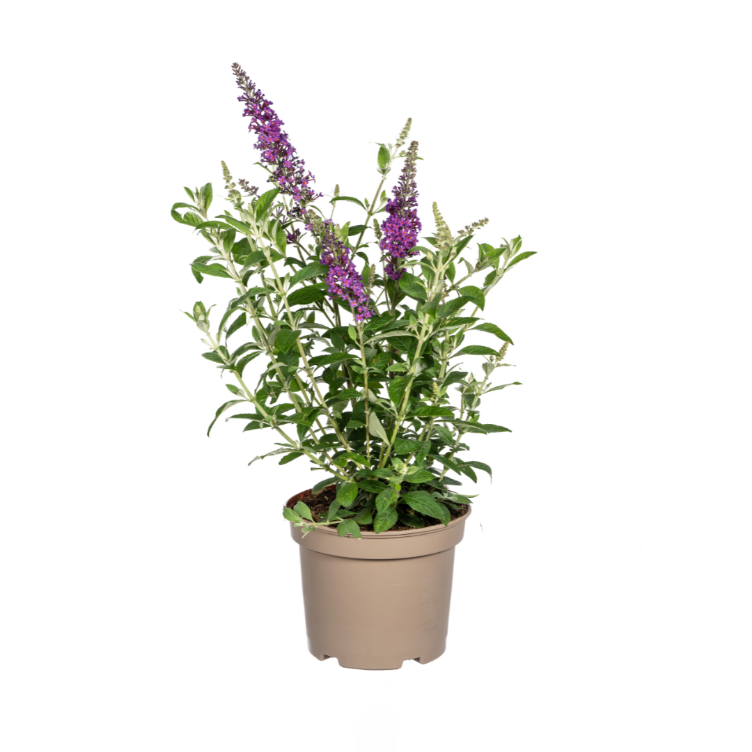 Buddleja davidii - Zwerg-Schmetterlingsflieder, Sommerflieder
