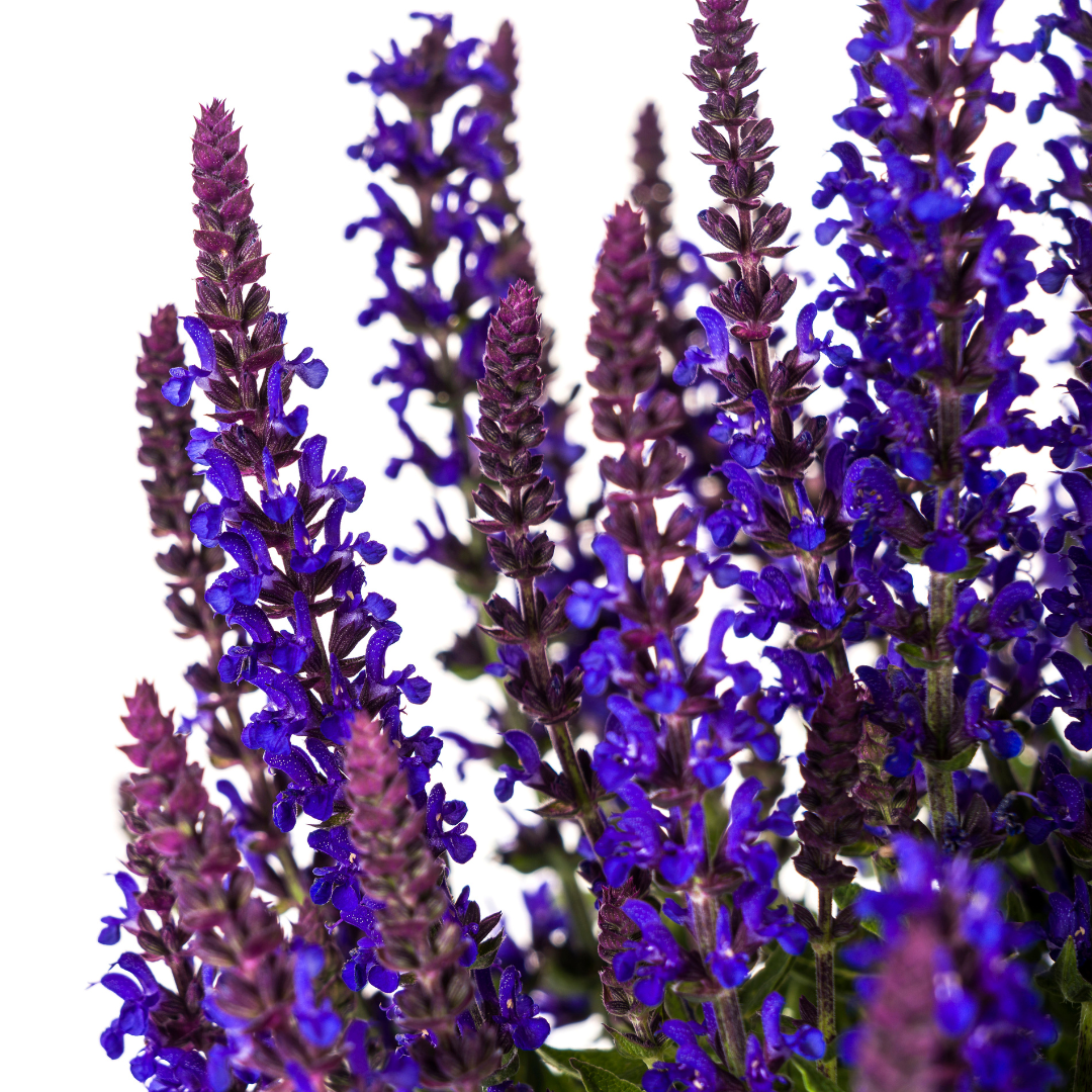 Salvia nemorosa - Verschiedene Sorten winterharter Hain-Salbei