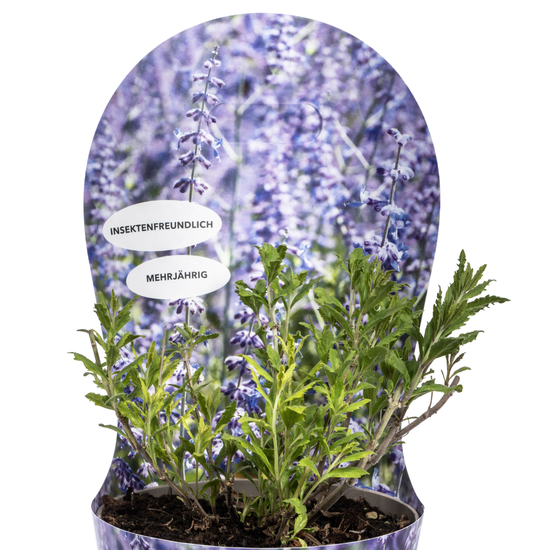 Perovskia atriplicifolia - Blauraute, Silber-Perowskie