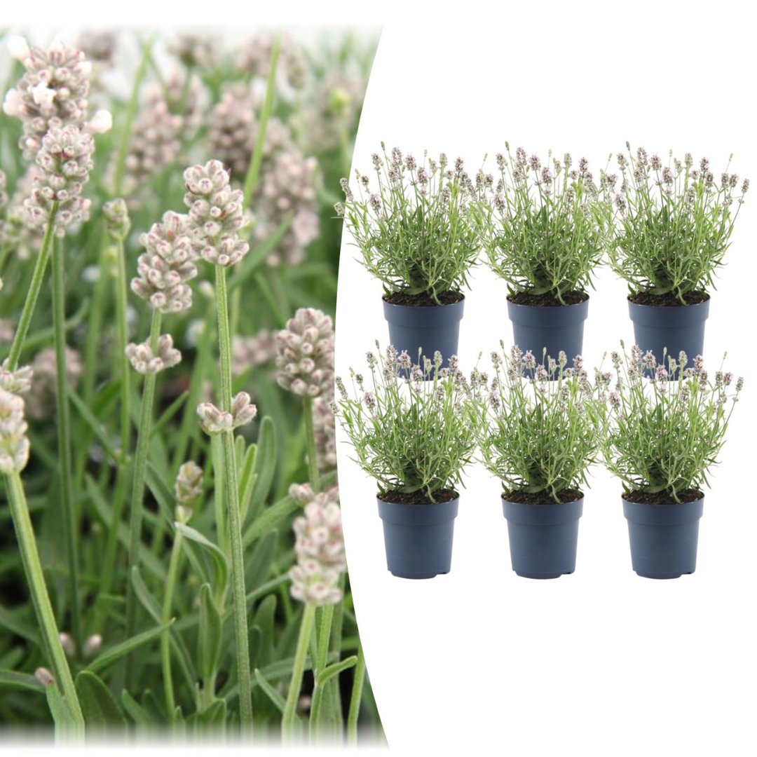 Lavandula - Verschiedene Sorten winterharter Lavendel