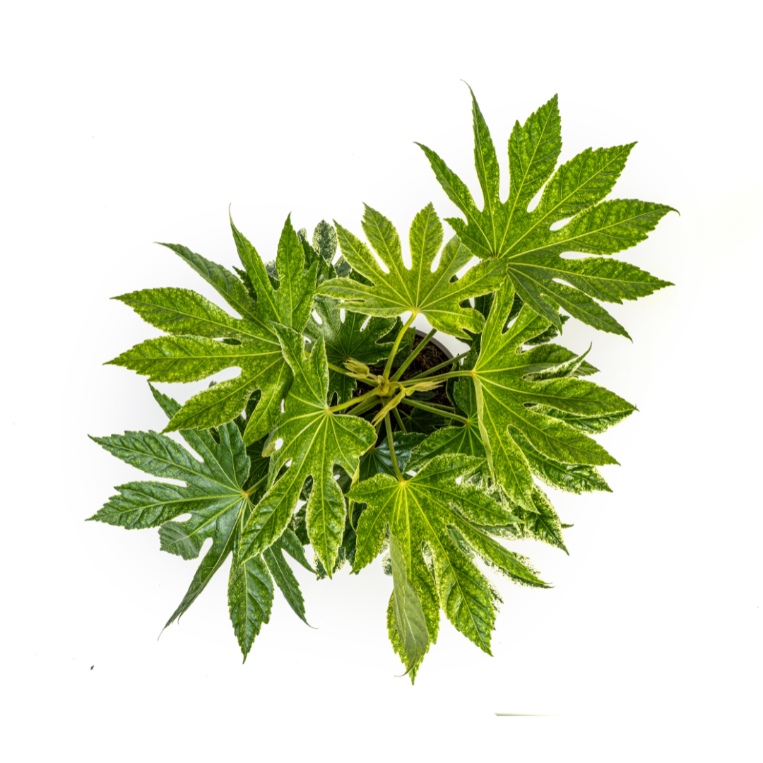 Fatsia japonica variegata - Panaschierte Aralie