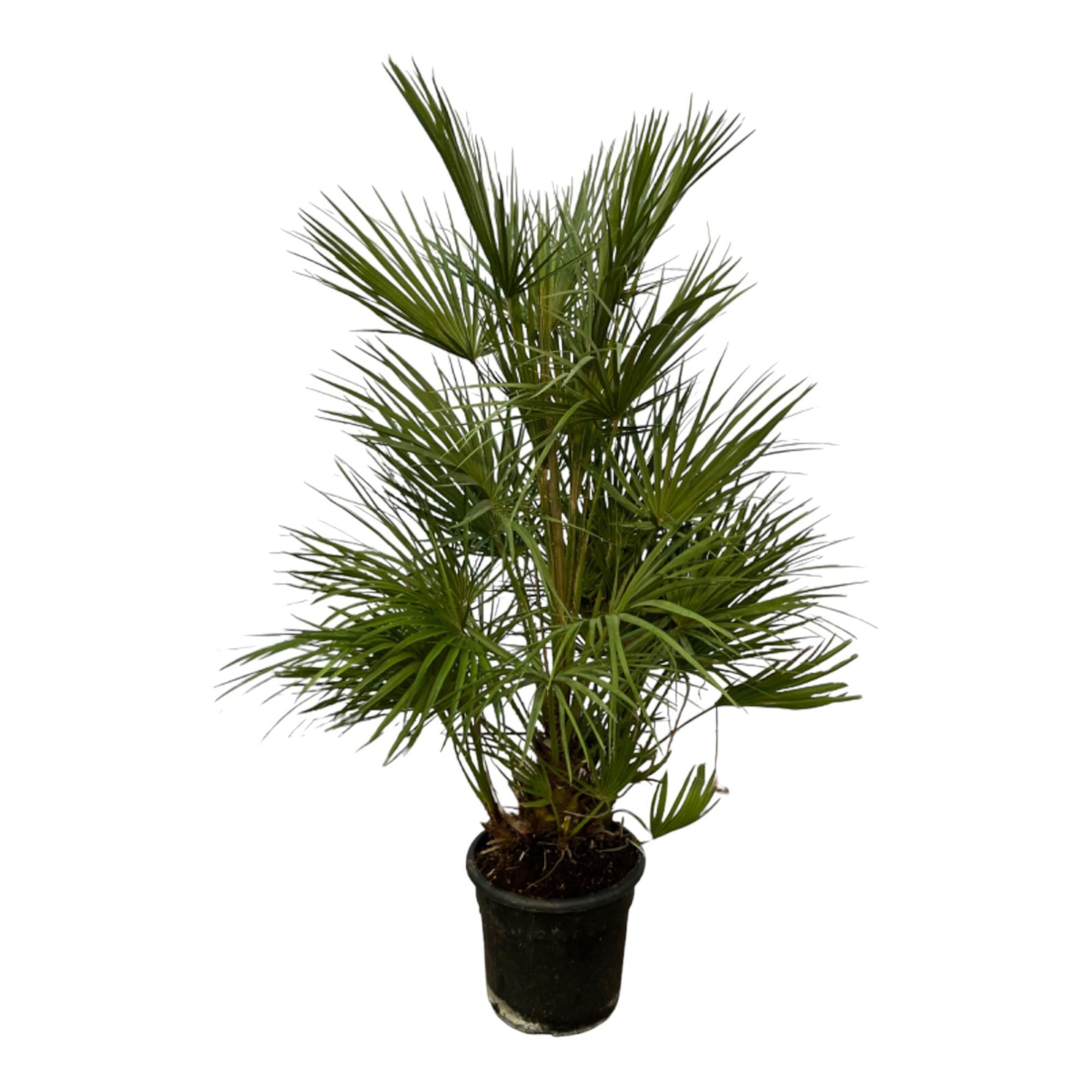 Chamaerops humilis - Europäische Zwergpalme