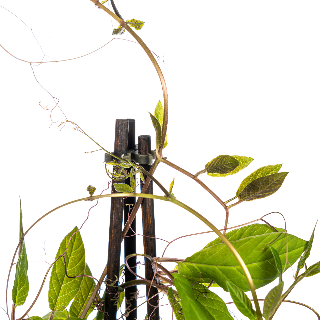 Cobaea scandens &