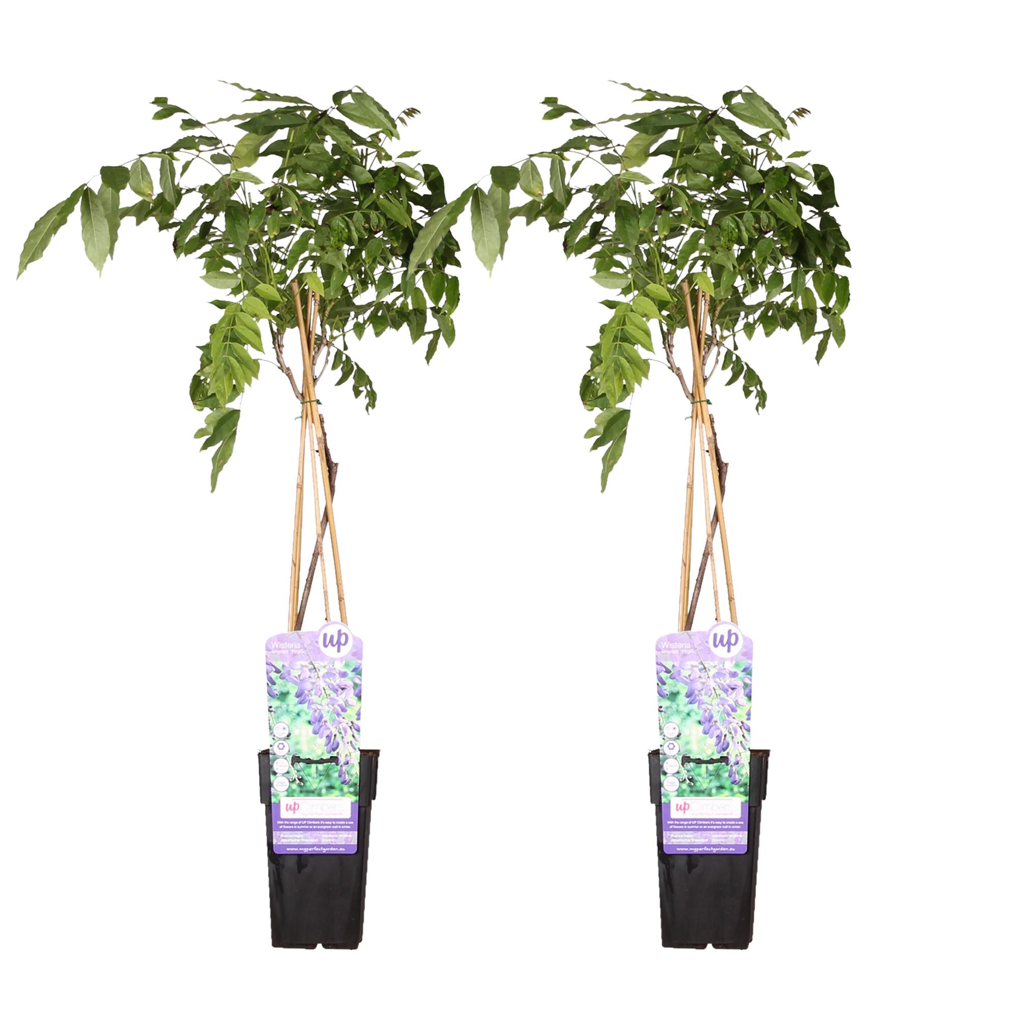 Bild für Variante ↨50 – 70cm・⌀15cm・blau-violette Blüten・2er-Set