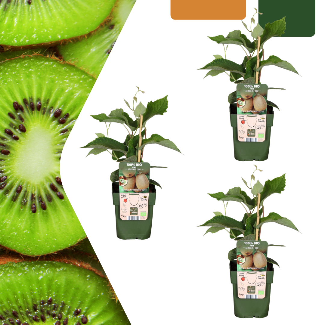 Actinidia deliciosa - Verschiedene Sorten Kiwipflanzen
