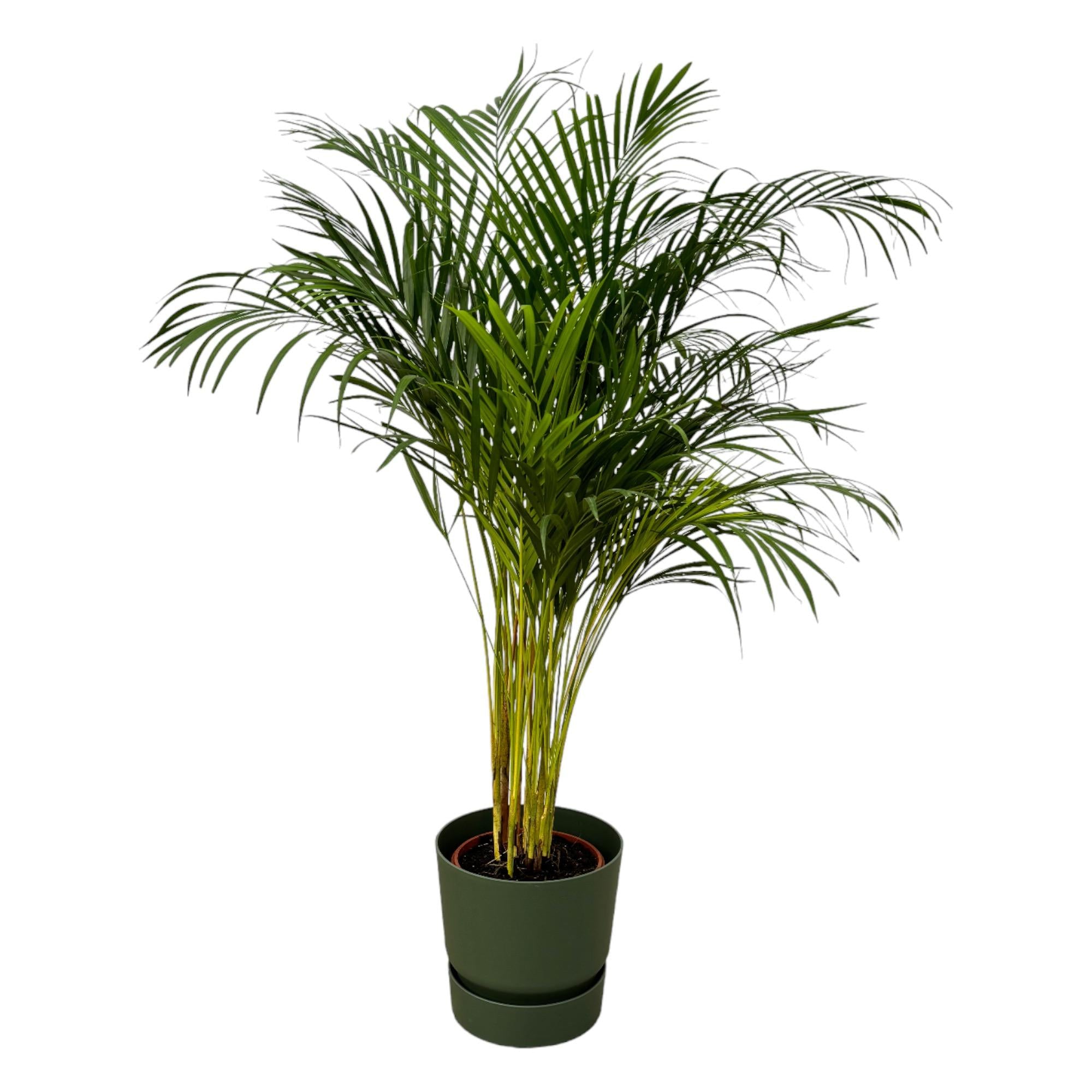 Dypsis lutescens - Areca-, Goldfruchtpalme mit Topf