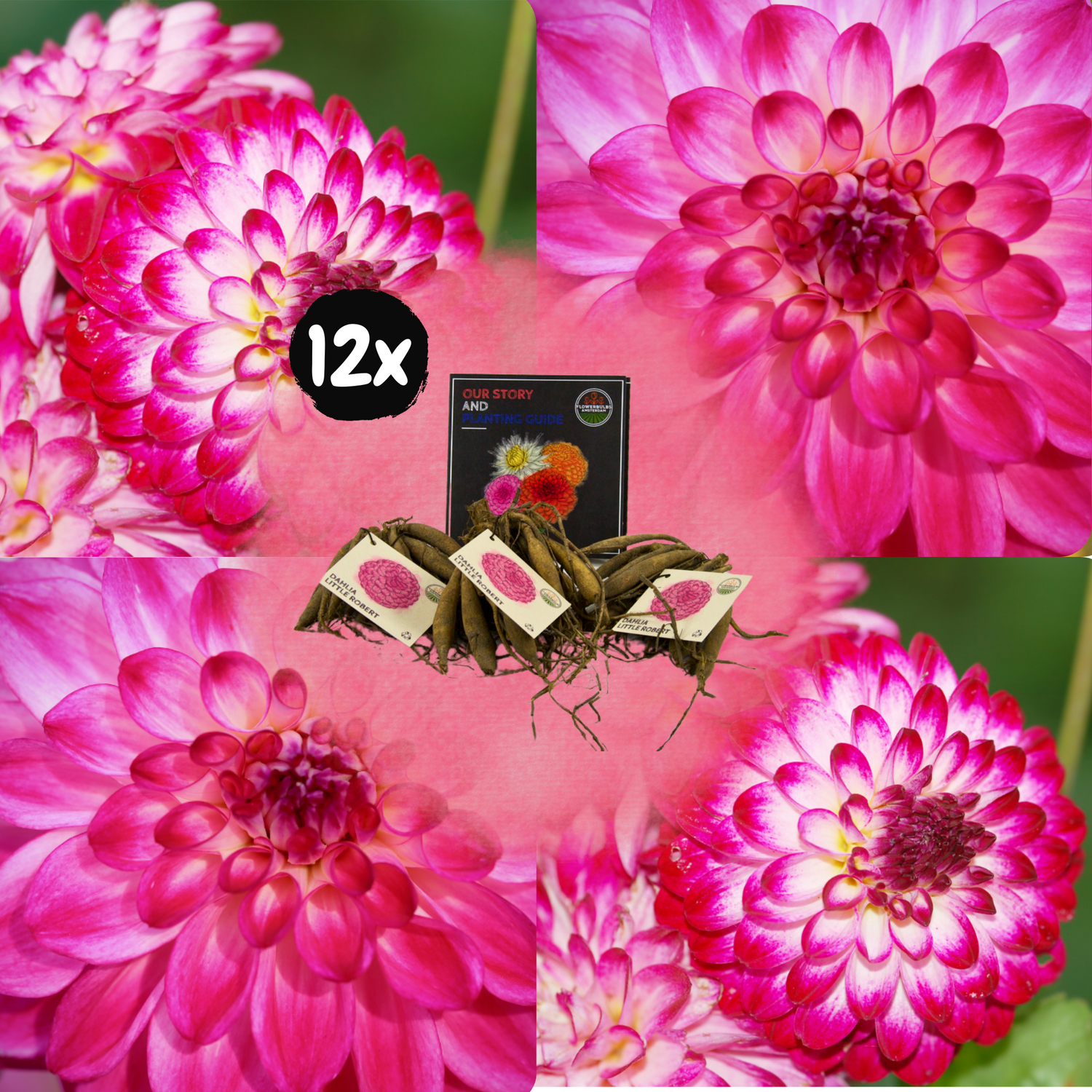 Dahlia - Verschiedene Sorten Dahlienknollen
