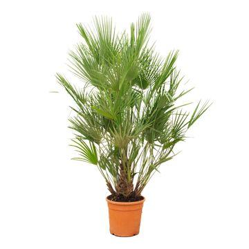 Chamaerops humilis - Europäische Zwergpalme