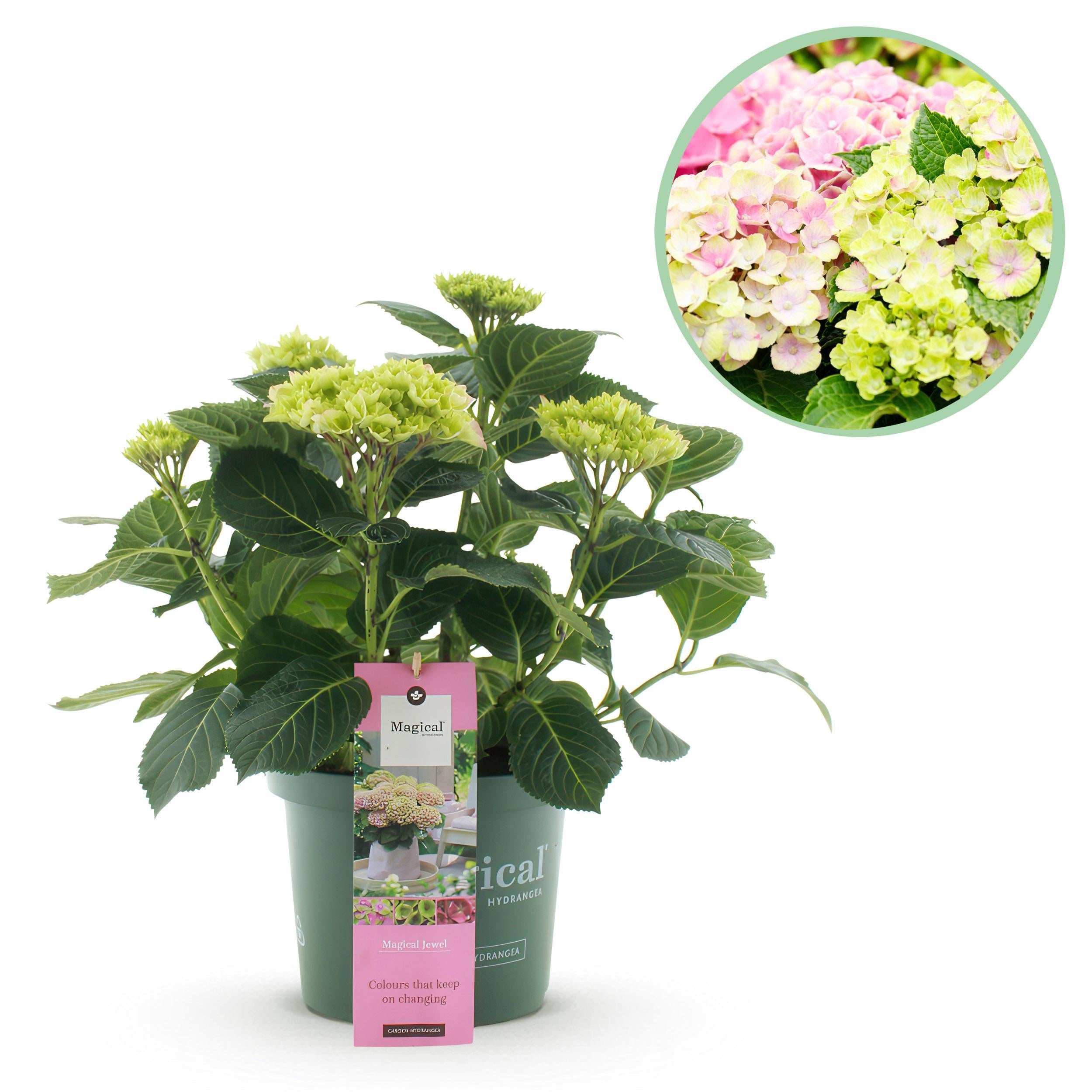 Hydrangea macrophylla - Bauernhortensie, Gartenhortensie