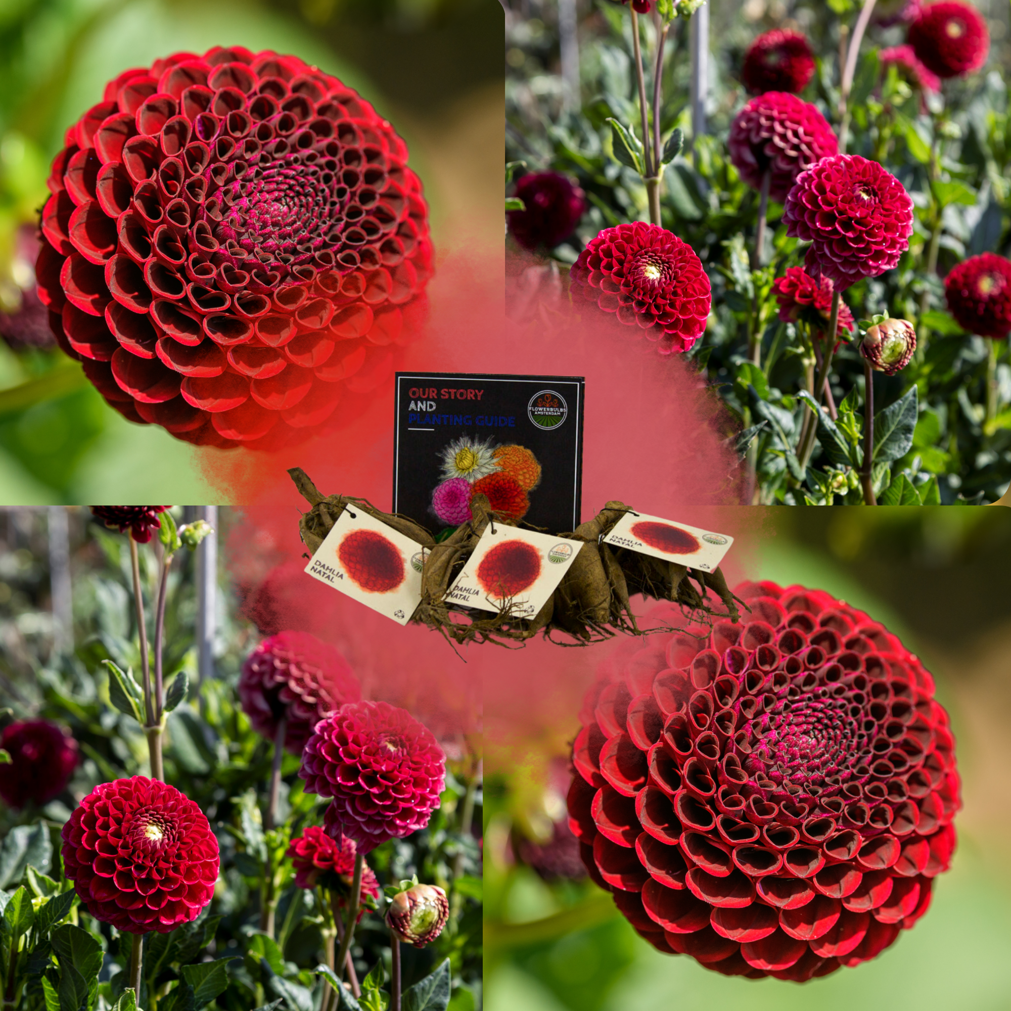 Dahlia - Verschiedene Sorten Dahlienknollen