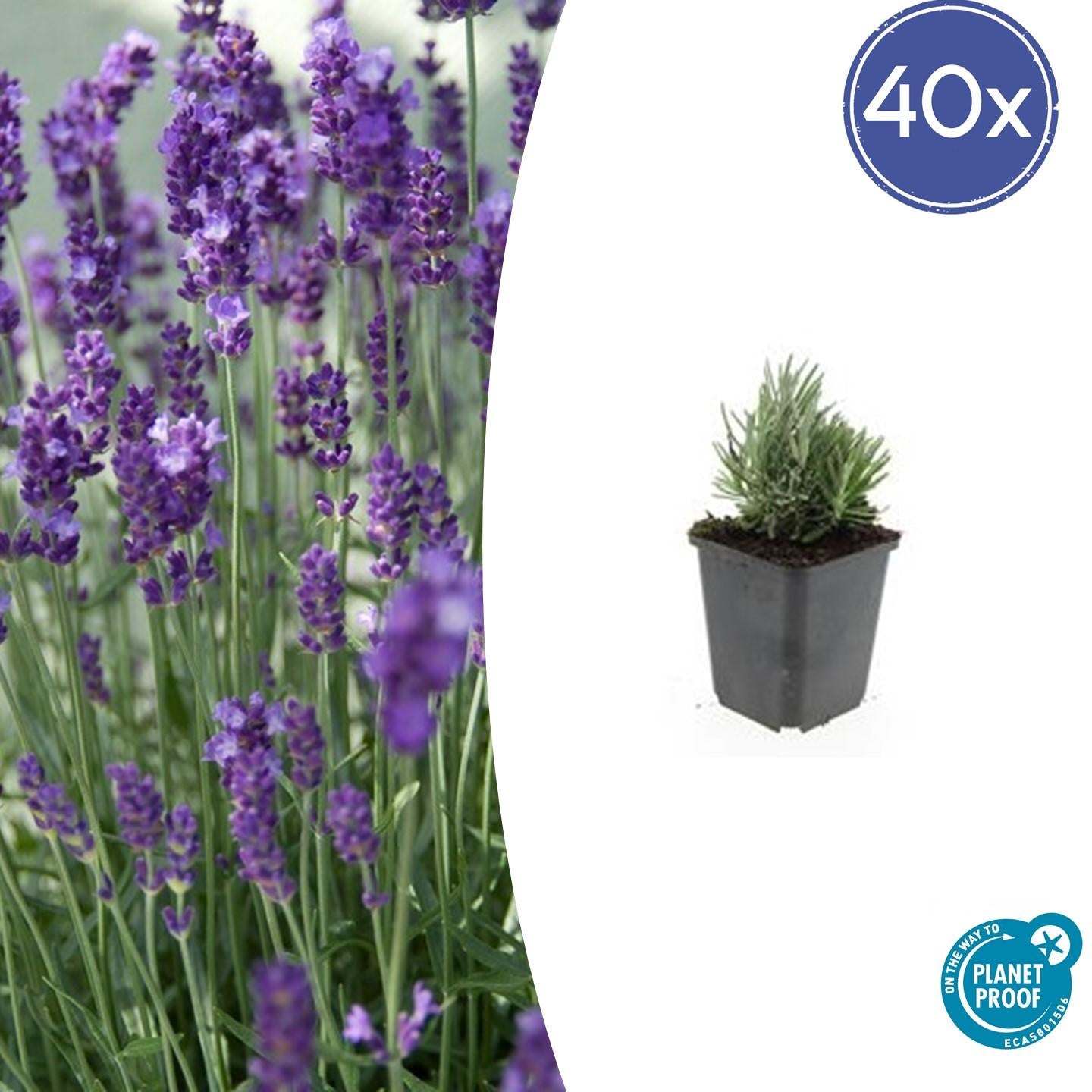Lavandula - Verschiedene Sorten winterharter Lavendel