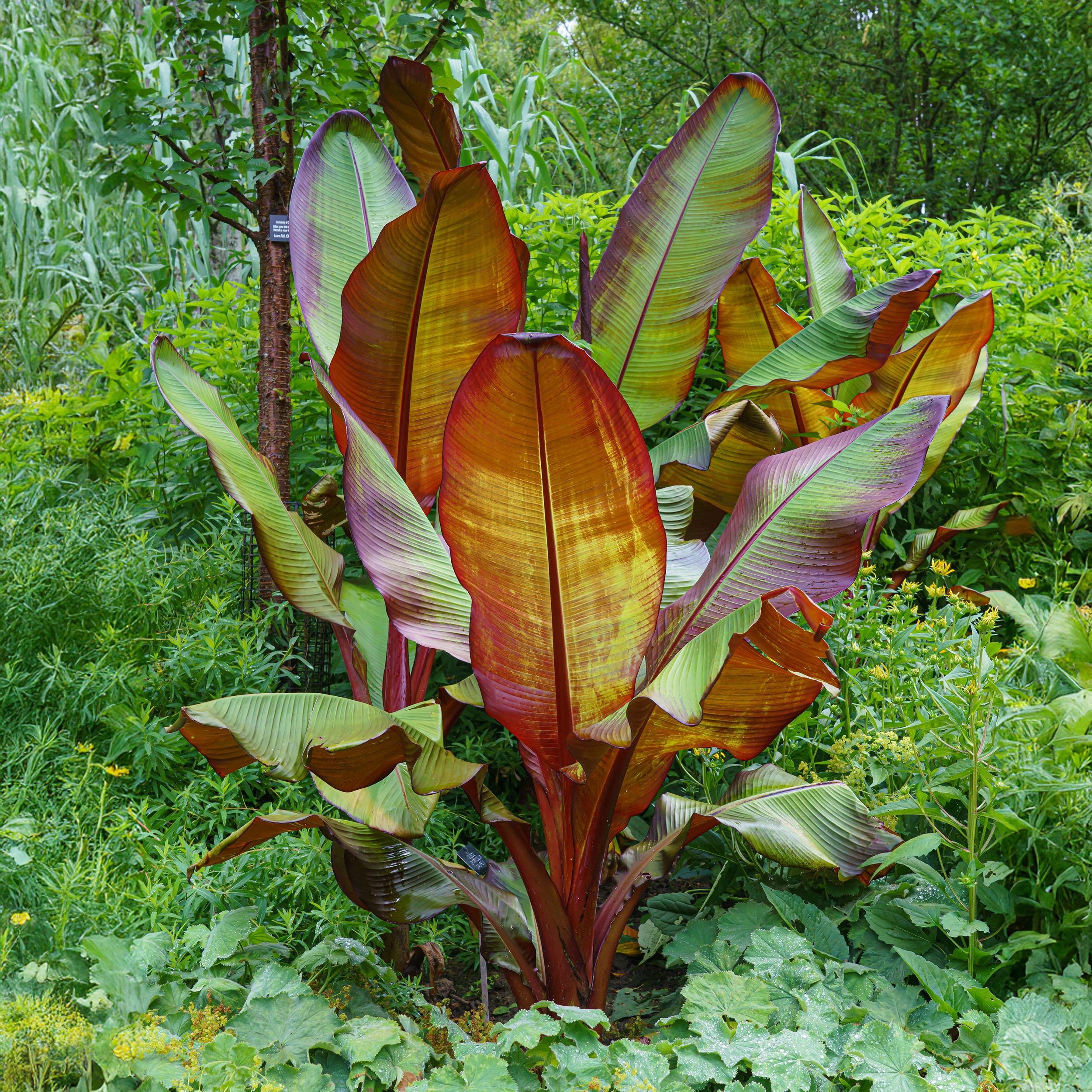 Ensete ventricosum &