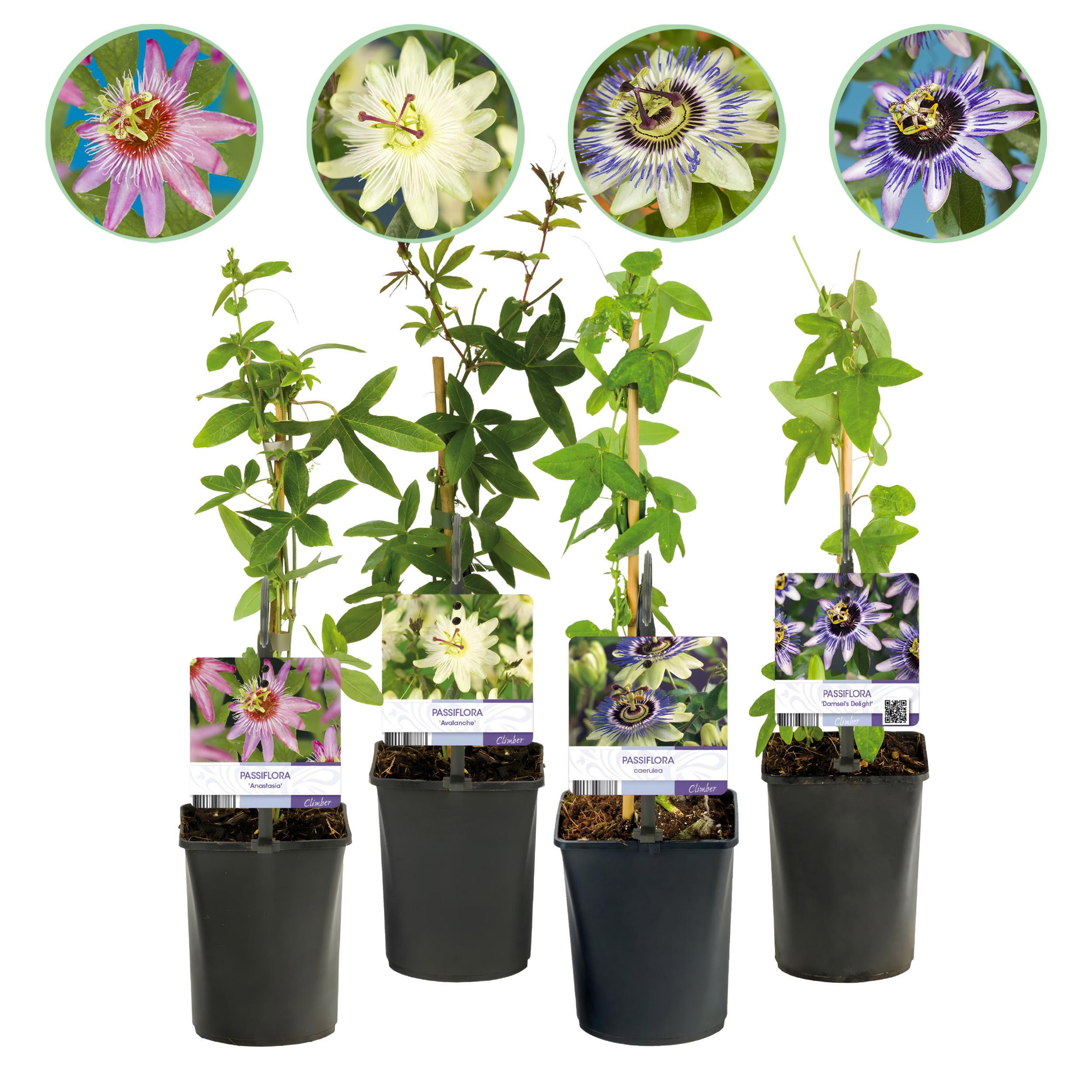 Bild für Variante ↨30 – 40cm・⌀11cm・4er-Set &