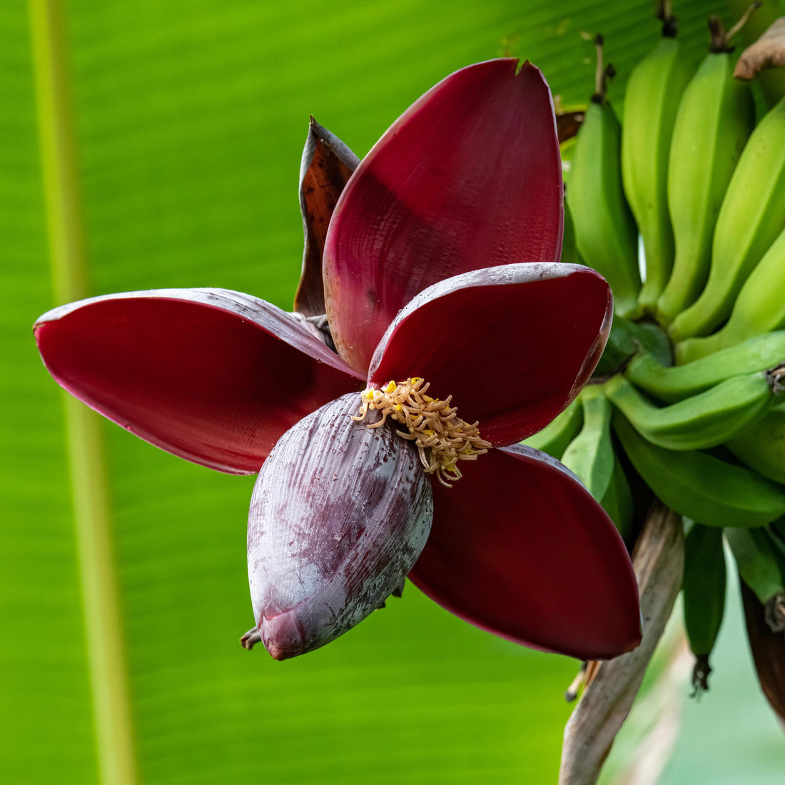 Musa sikkemensis - Darjeeling-Banane