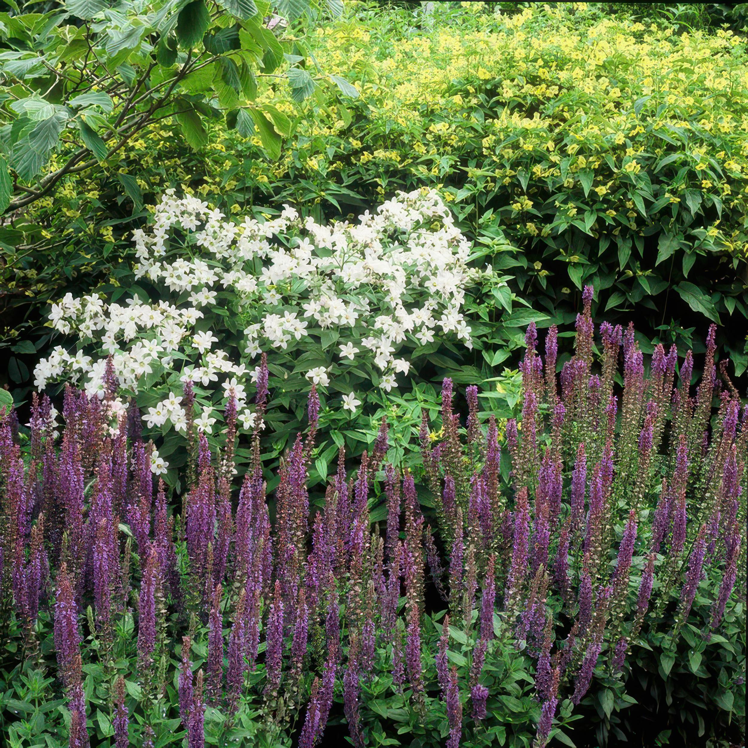 Salvia nemorosa - Verschiedene Sorten winterharter Hain-Salbei