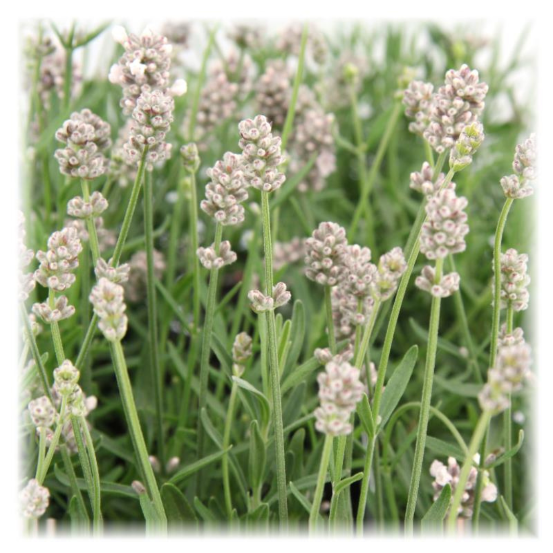Lavandula - Weiß blühender Lavendel