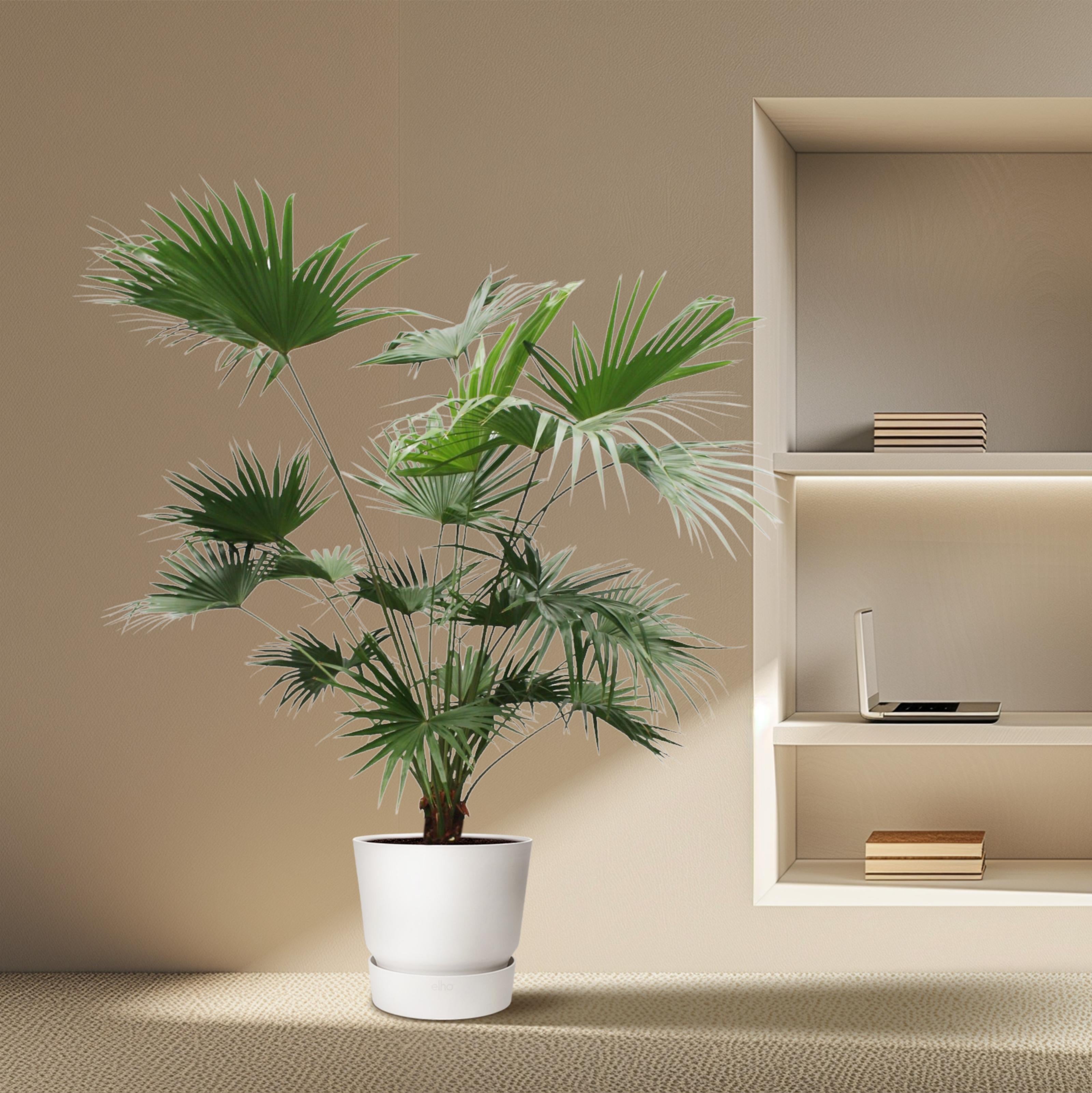 Livistona chinensis - Chinesische Fächerpalme
