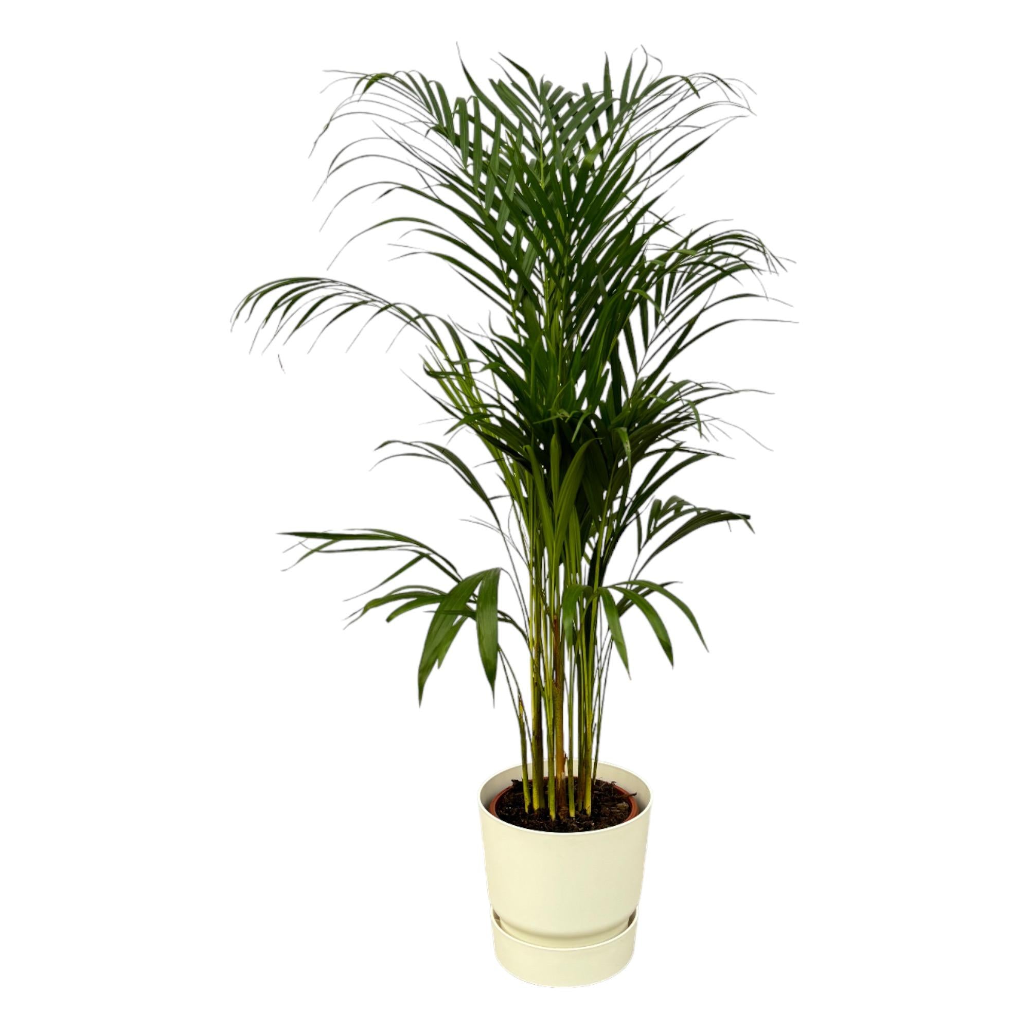 Dypsis lutescens - Areca-, Goldfruchtpalme mit Topf