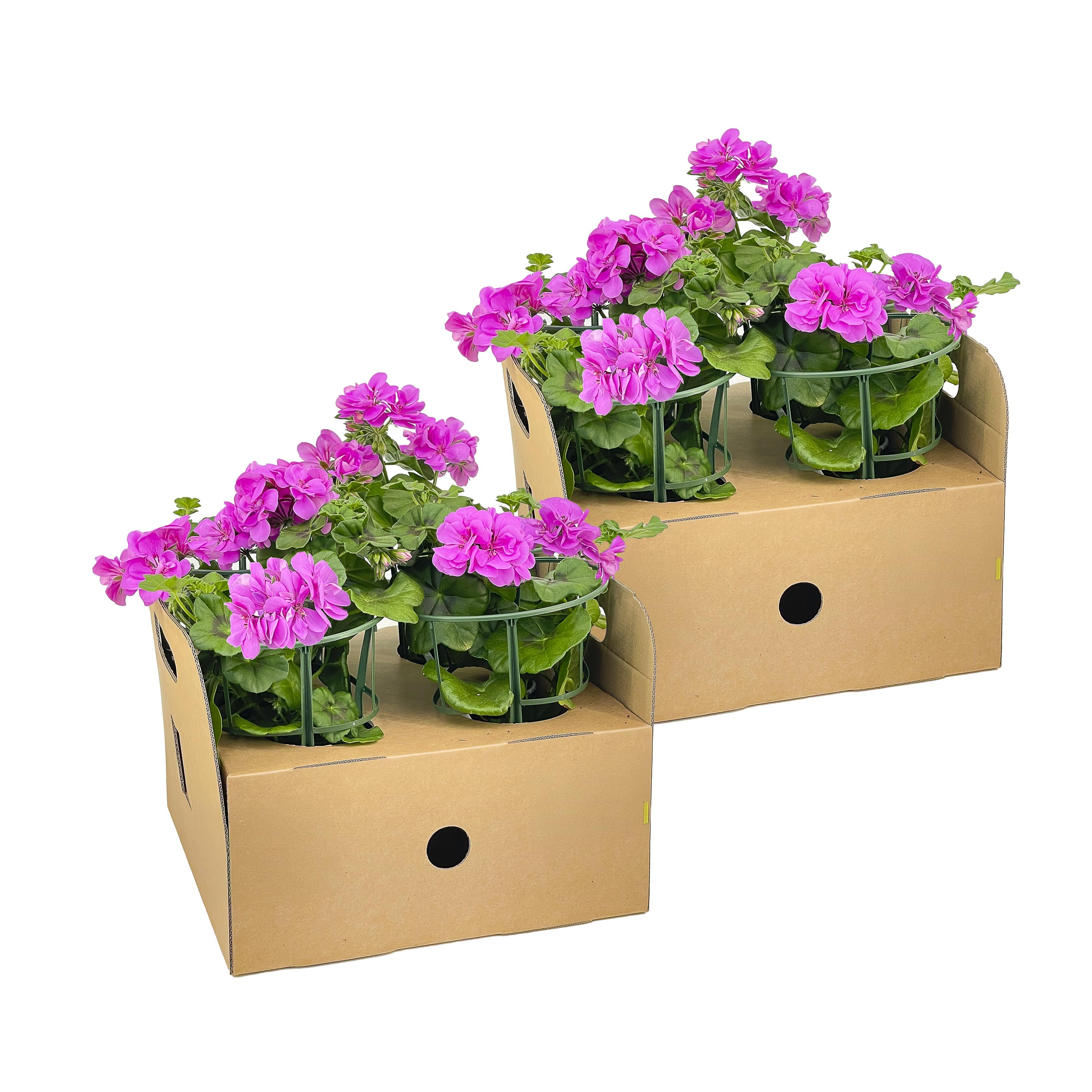 Bild für Variante ↨20 – 30cm・⌀12cm・violette Blüten・2×4er-Set