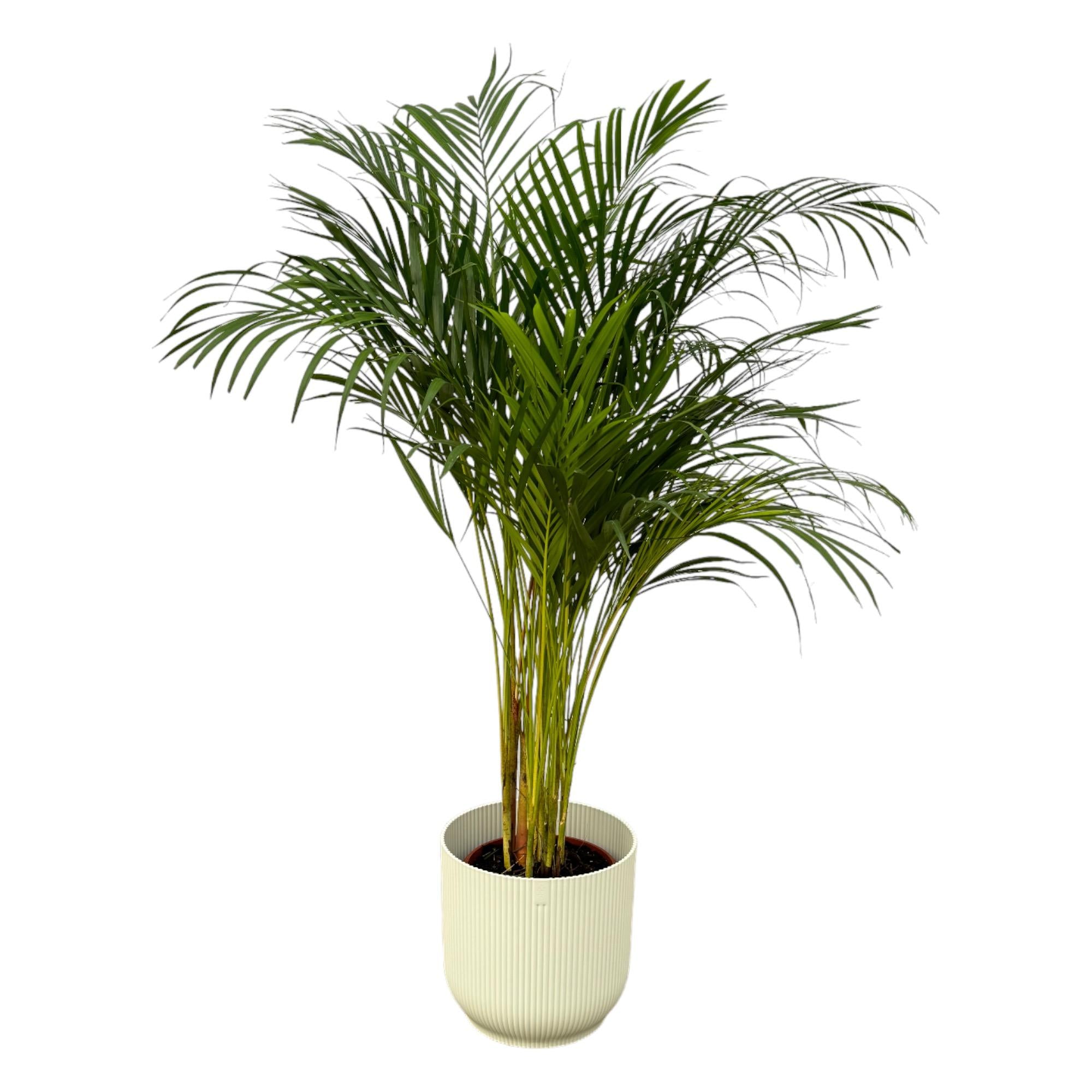 Dypsis lutescens - Areca-, Goldfruchtpalme mit Topf